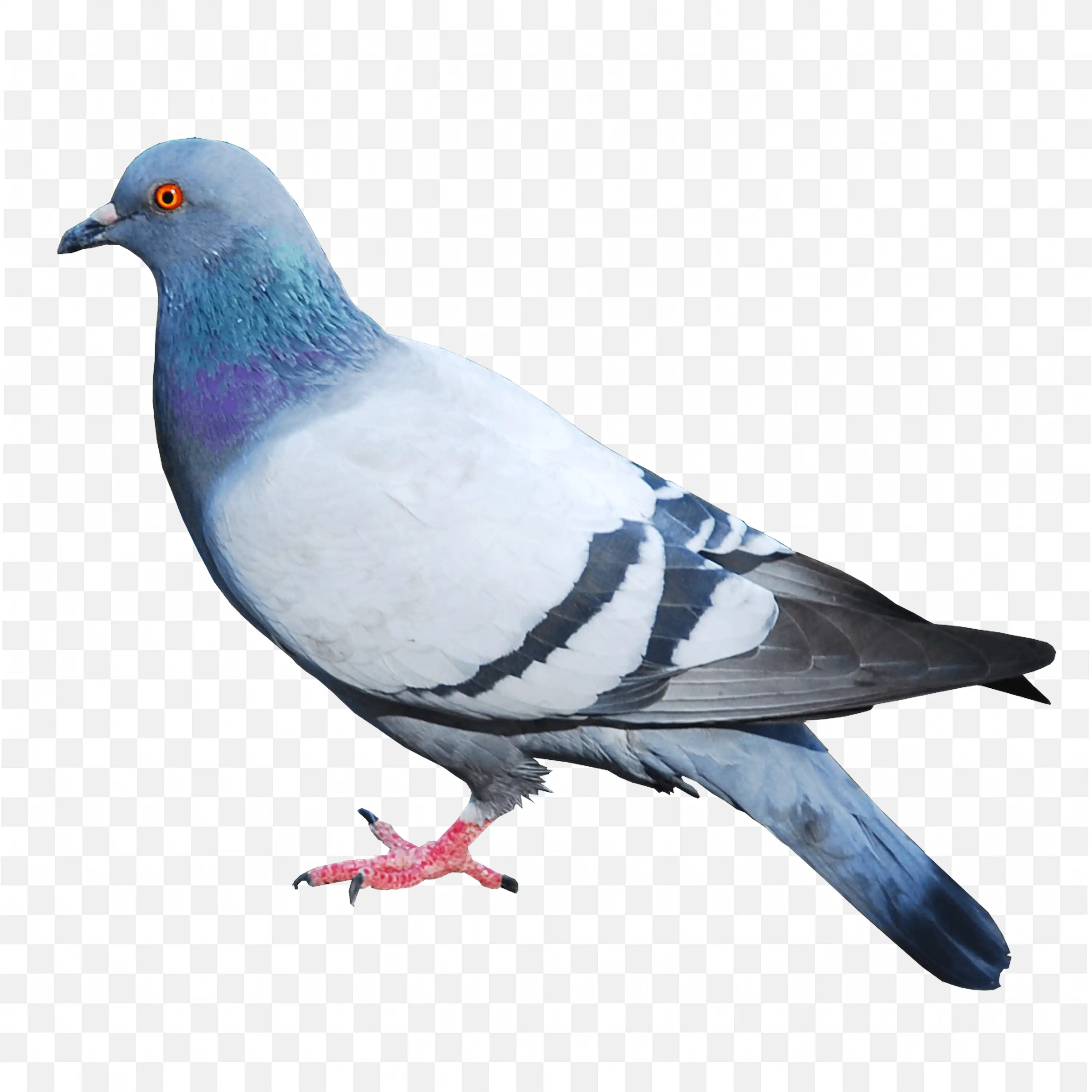Gray Pigeon Bird PNG Nature Image Free Download
