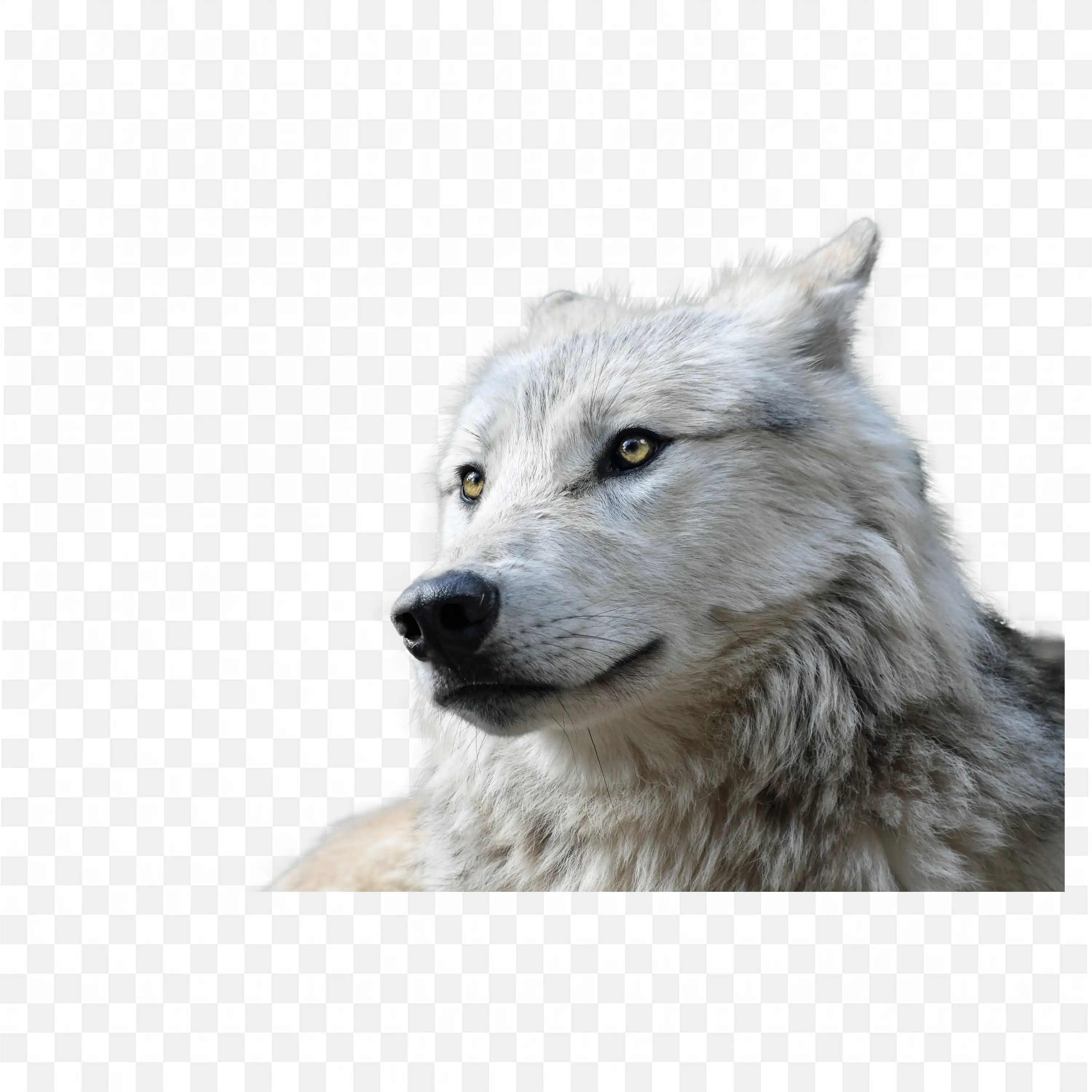 Gray Wolf Head Howling Side View Wild Animal PNG Art