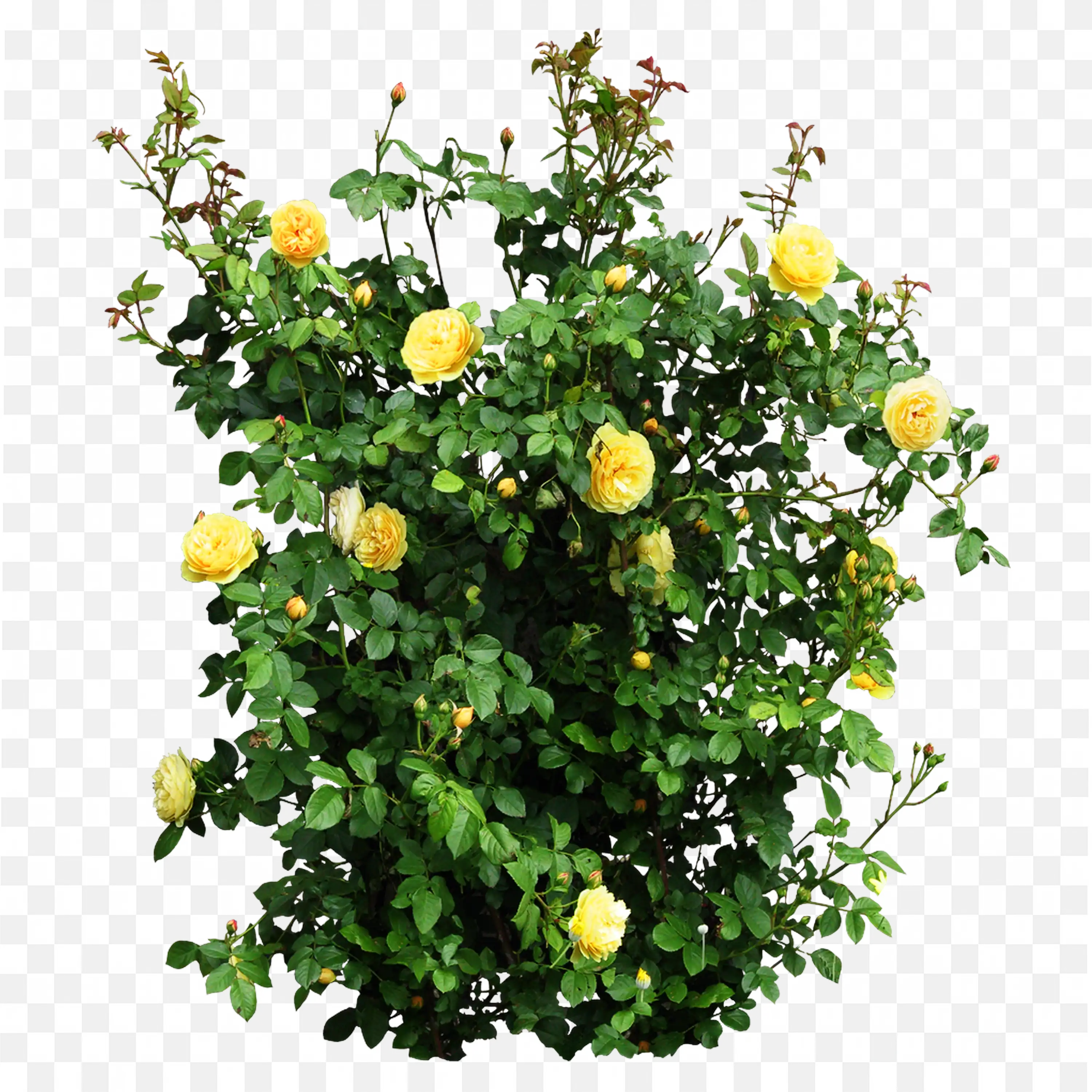 Green Bush with Yellow Flowers Garden Plant PNG Image