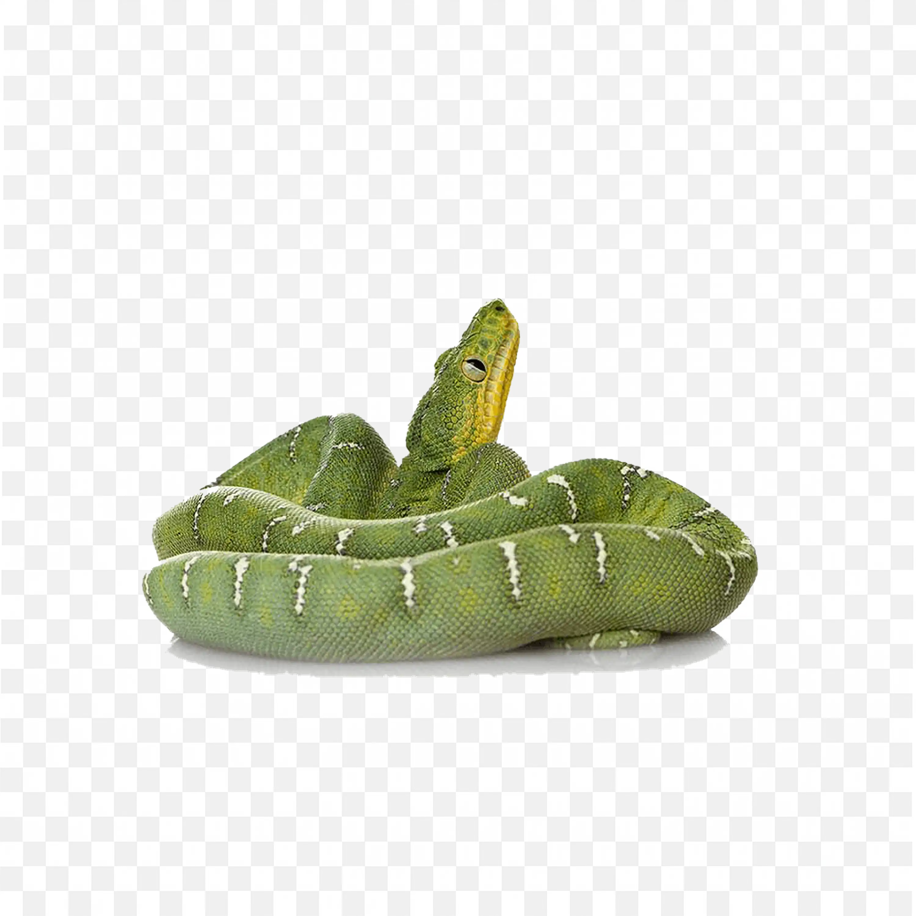Green Cobra Snake Clip Art Jungle Reptile Animal Nature Art