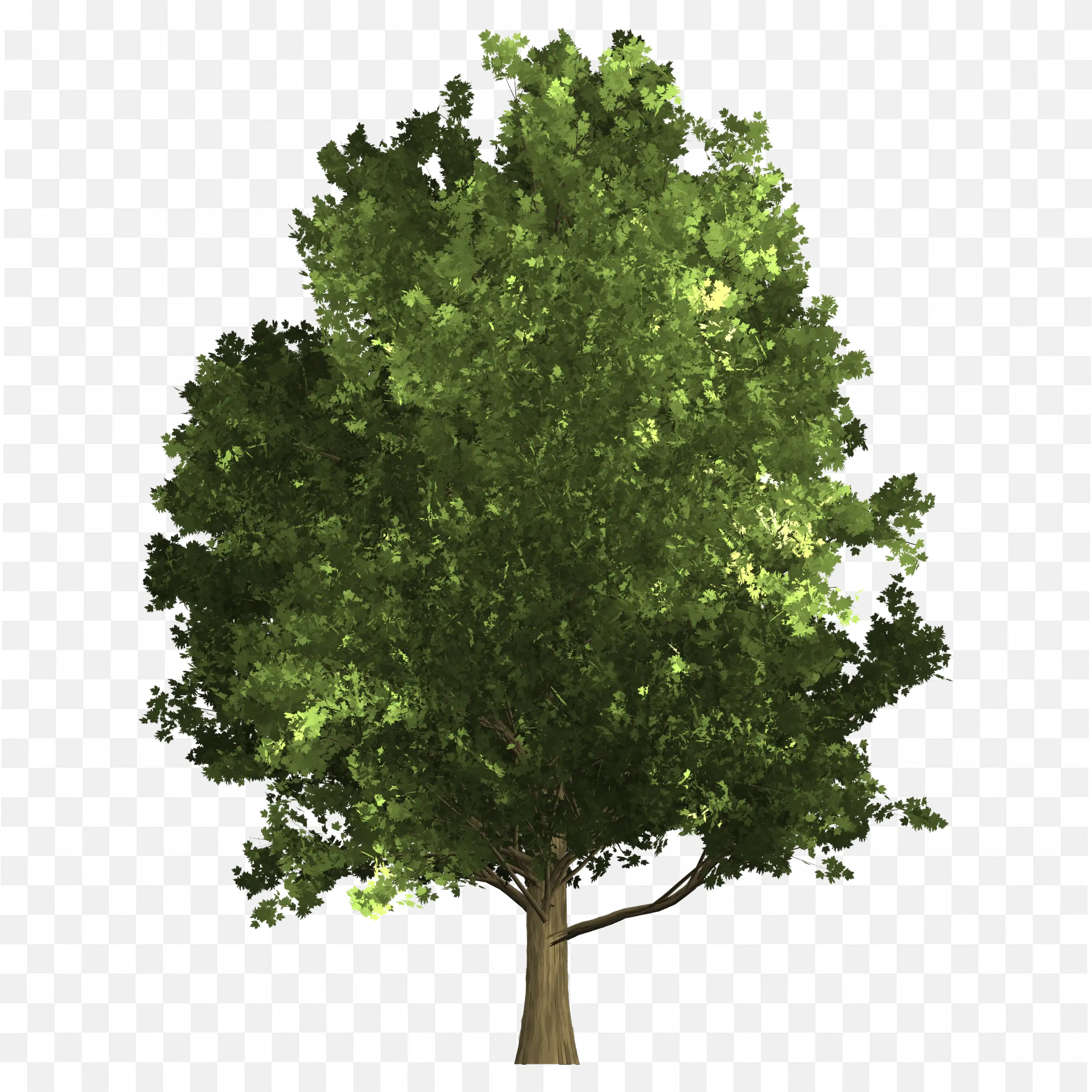 Green Coniferous Tree Bushy Forest Pine PNG Image