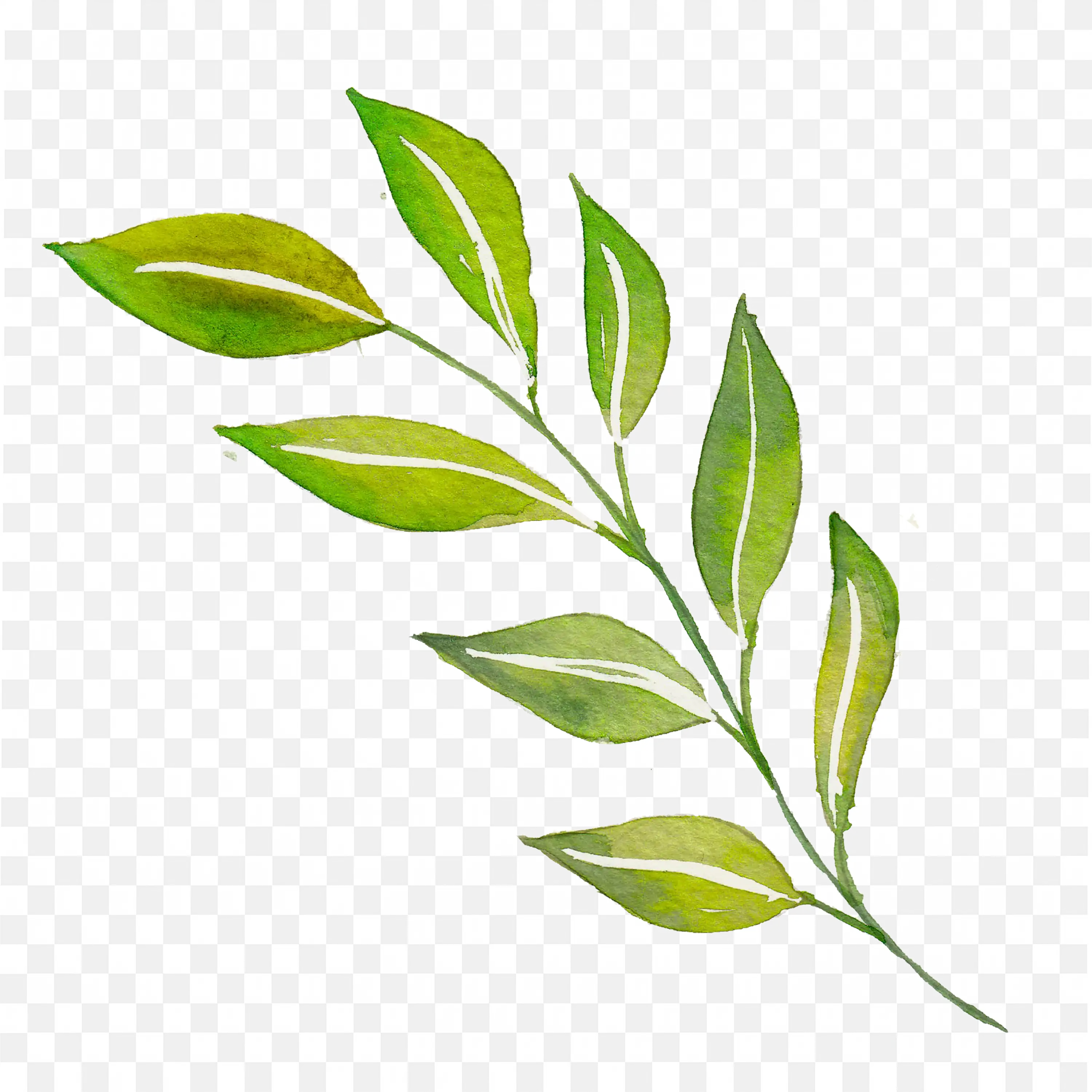 Green Leaf Branch Illustration Fresh Nature PNG Clipart