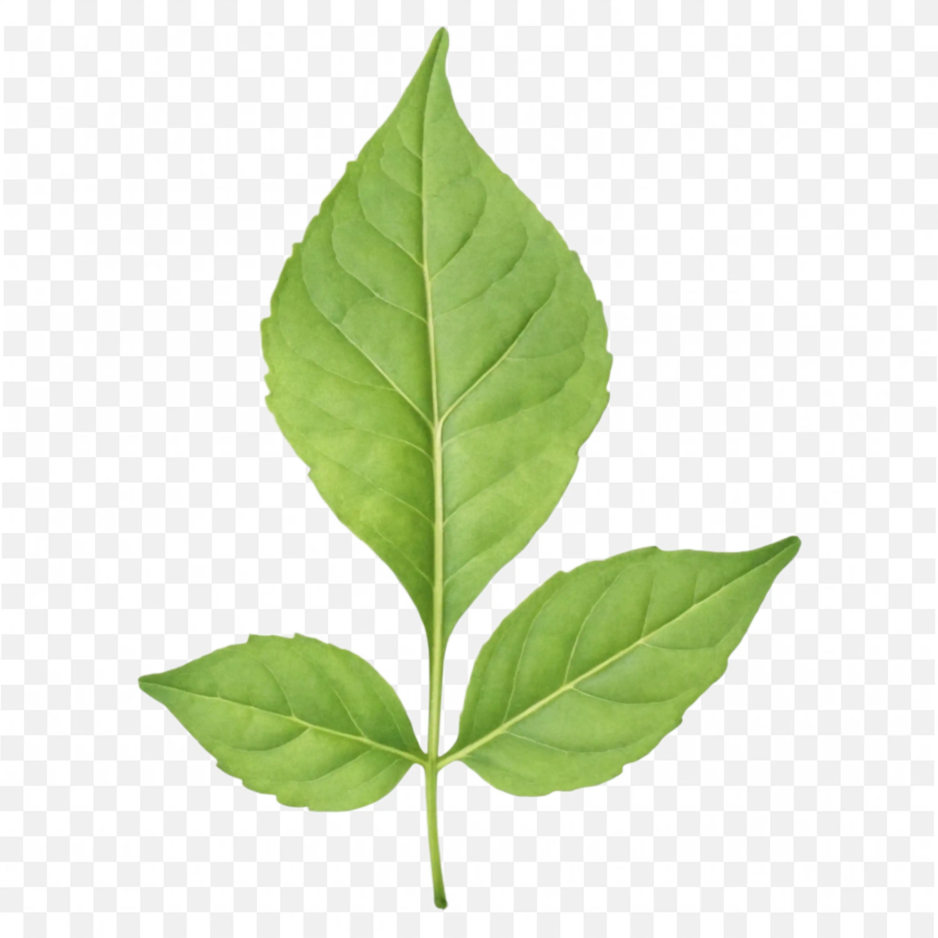 Green Leaf PNG Realistic Nature Plant Botanical Graphic