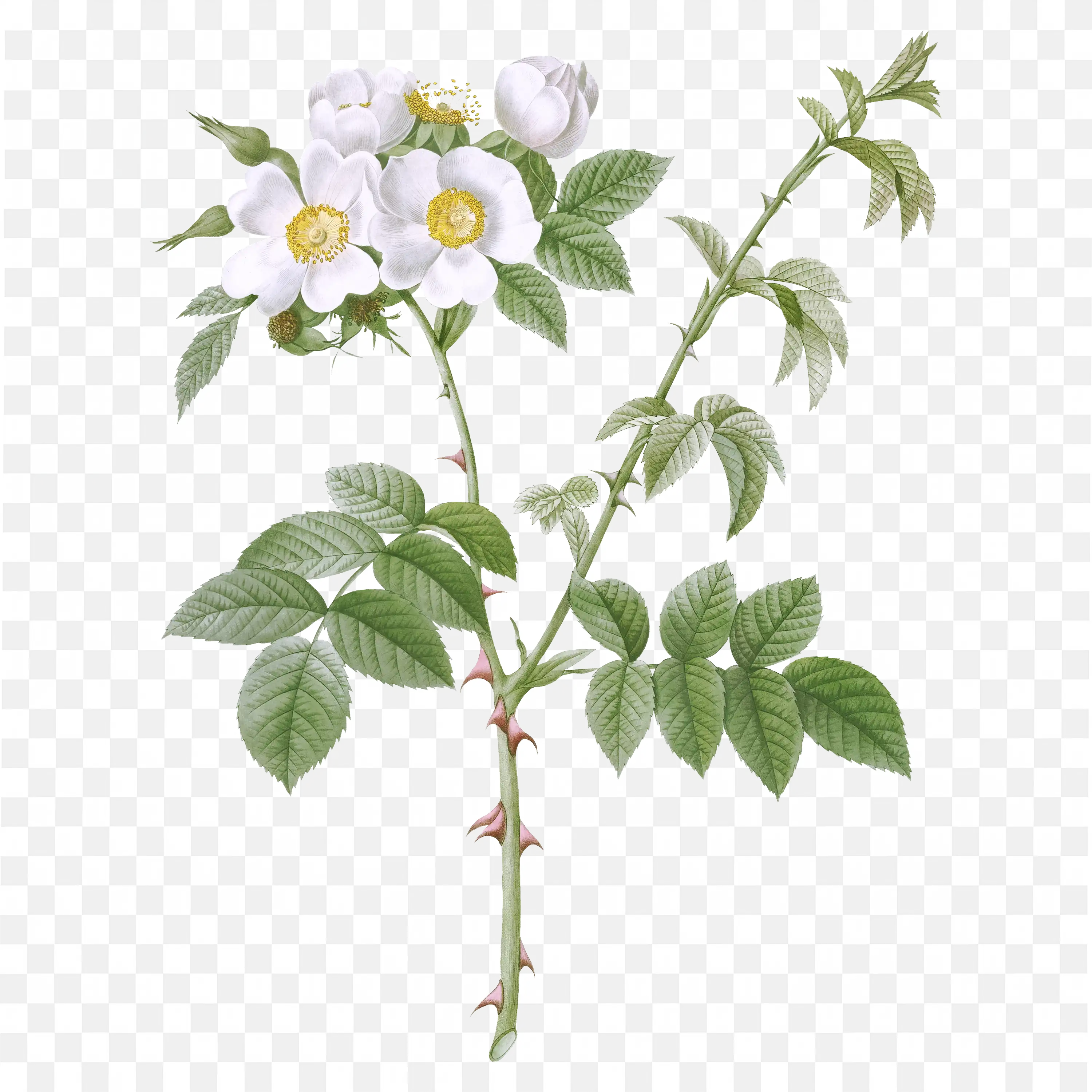 Green Leafy Plant Branch Illustration Transparent PNG