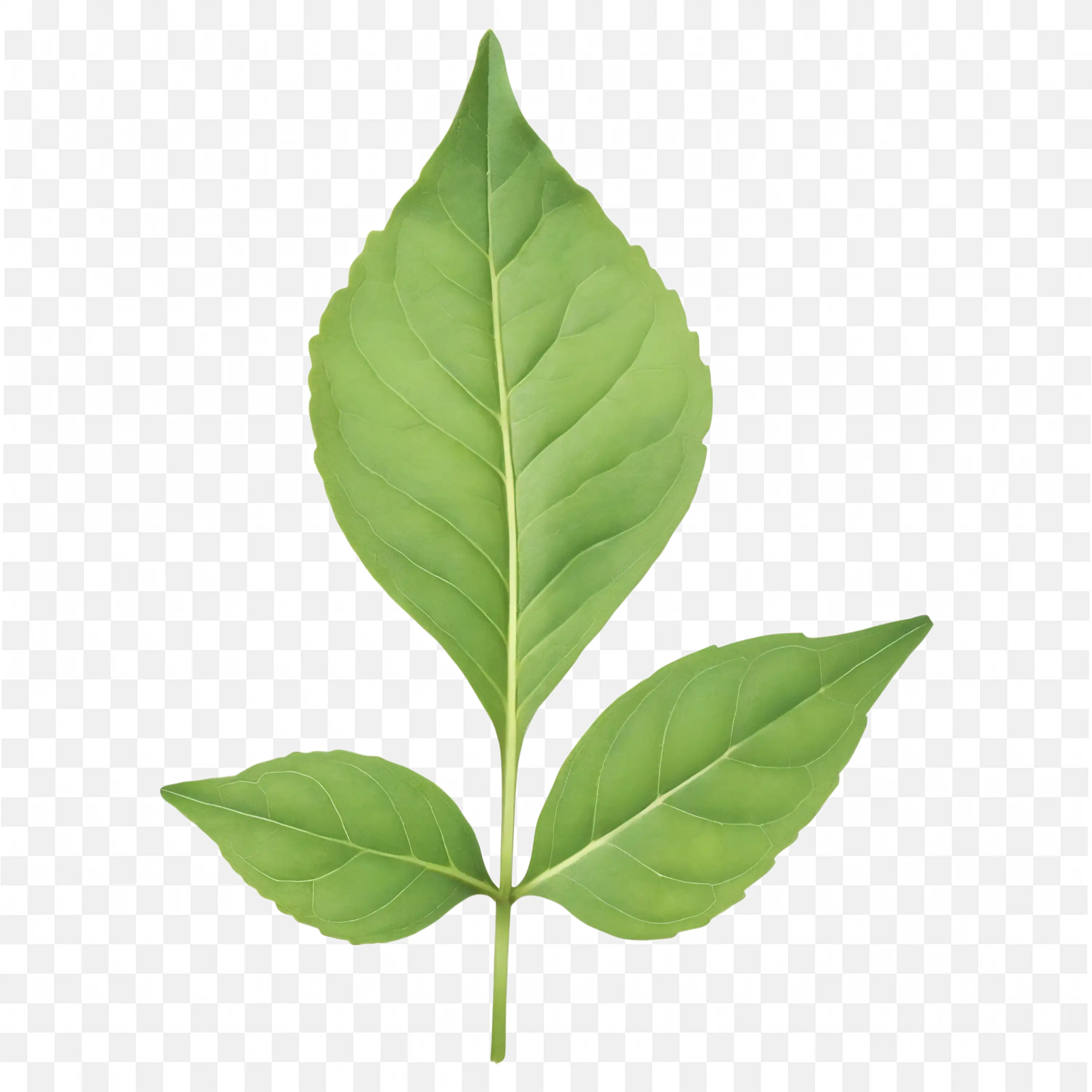 Green Leaves PNG Pair of Leaves Botany Illustration