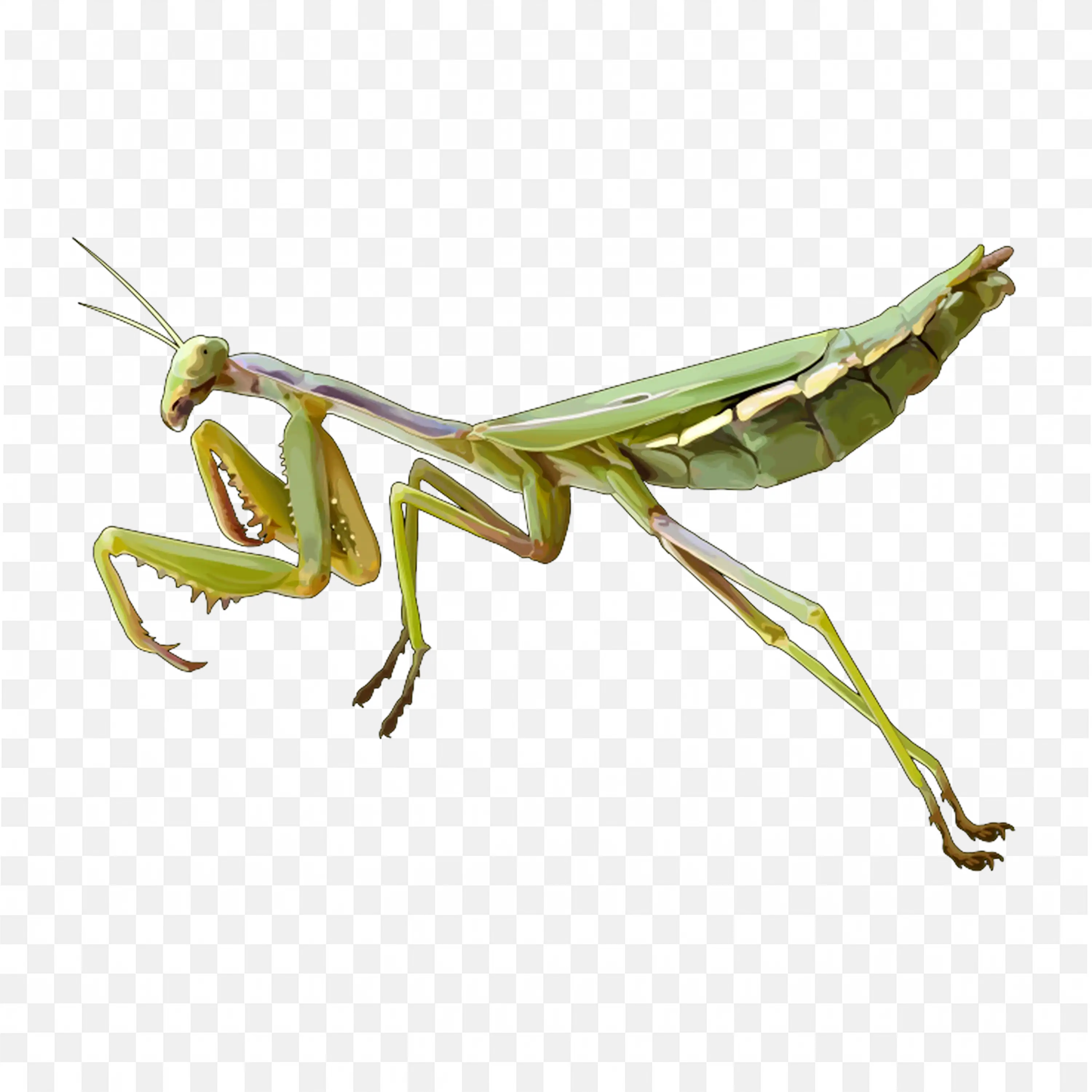 Green Mantis Insect PNG Side View Image Free