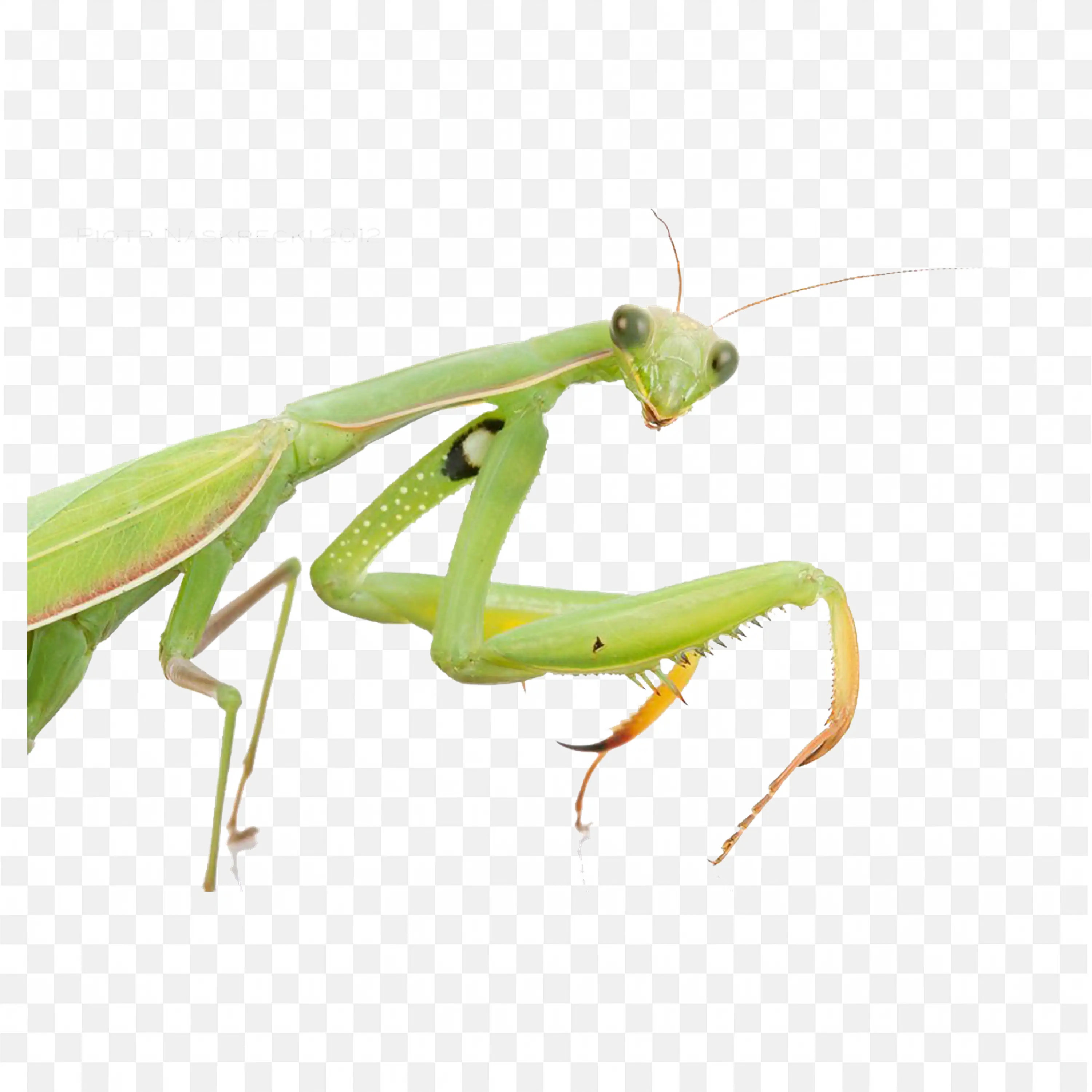 Green Praying Mantis PNG Close up Realistic Insect Download