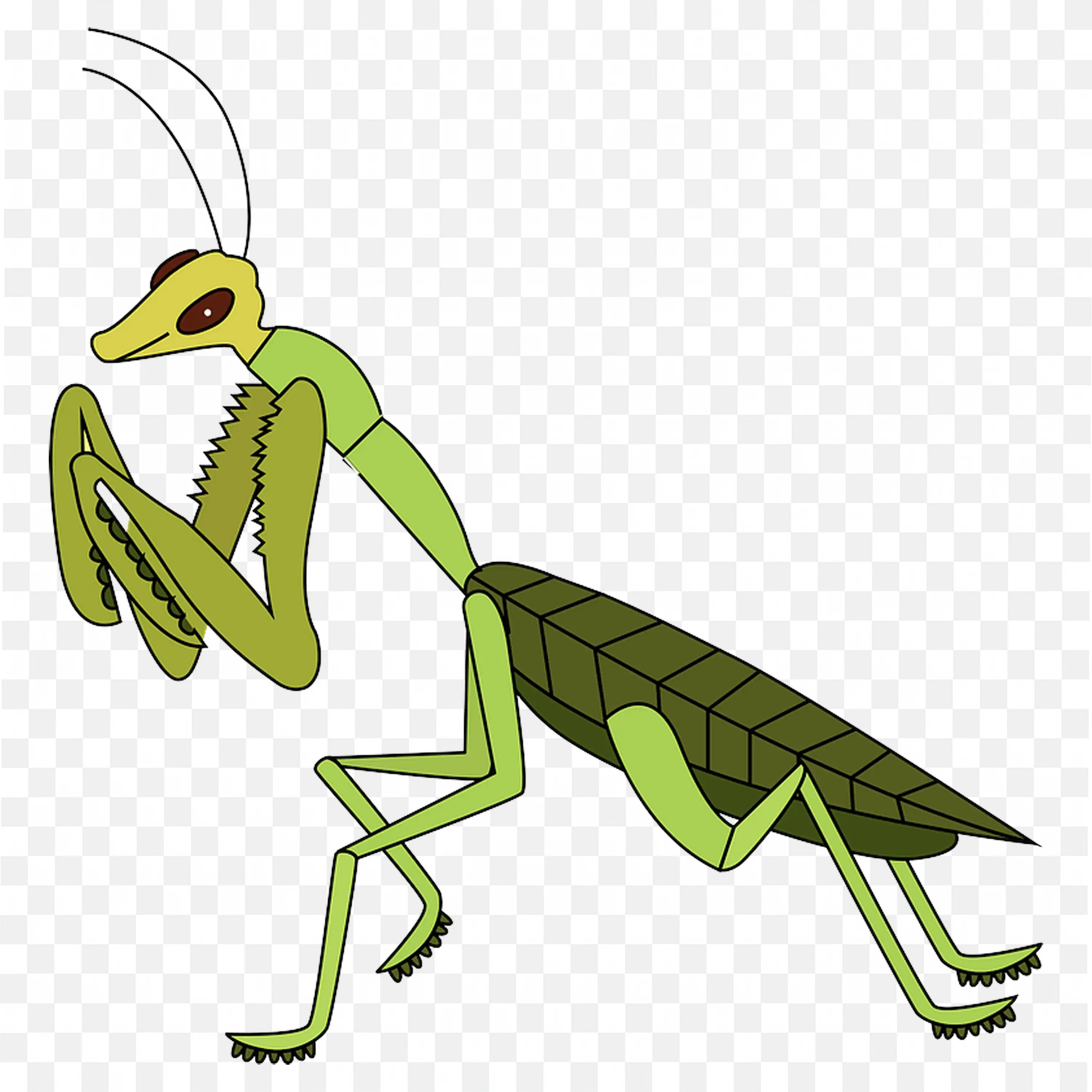Green Praying Mantis Pose PNG Side View Insect Clipart