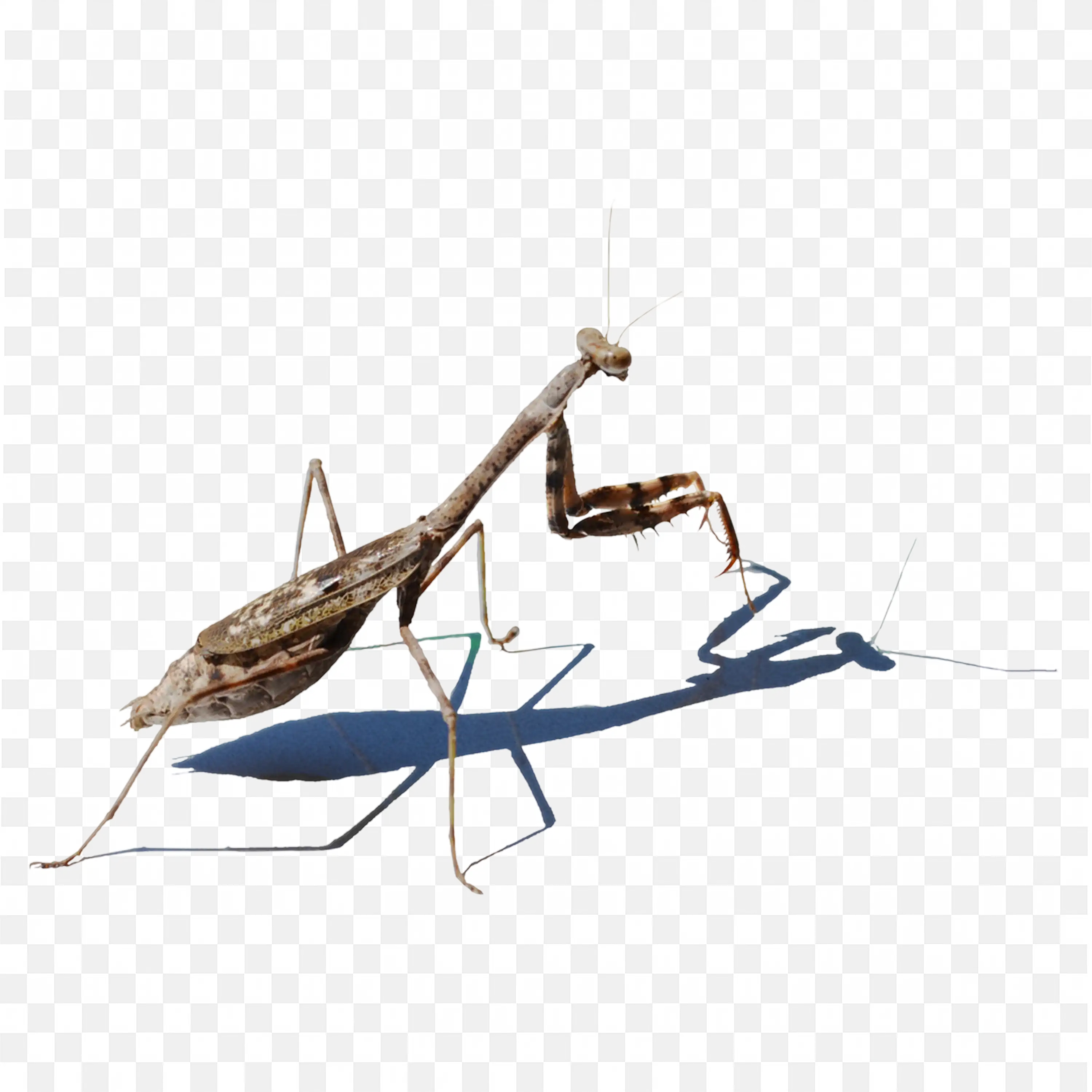 Green Praying Mantis PNG Vector Clipart on White