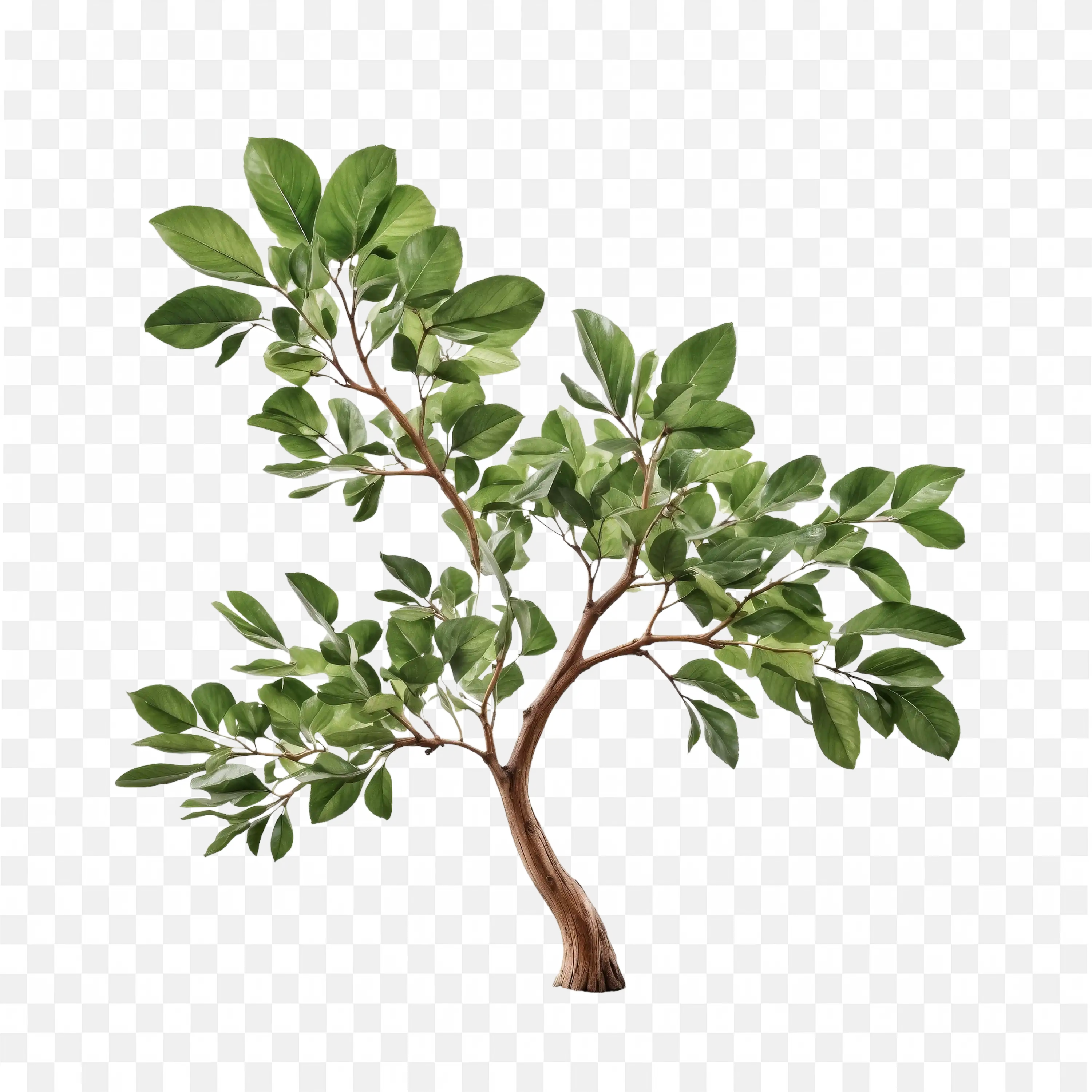 Green Tree Branch with Leaves Nature Plant PNG Art
