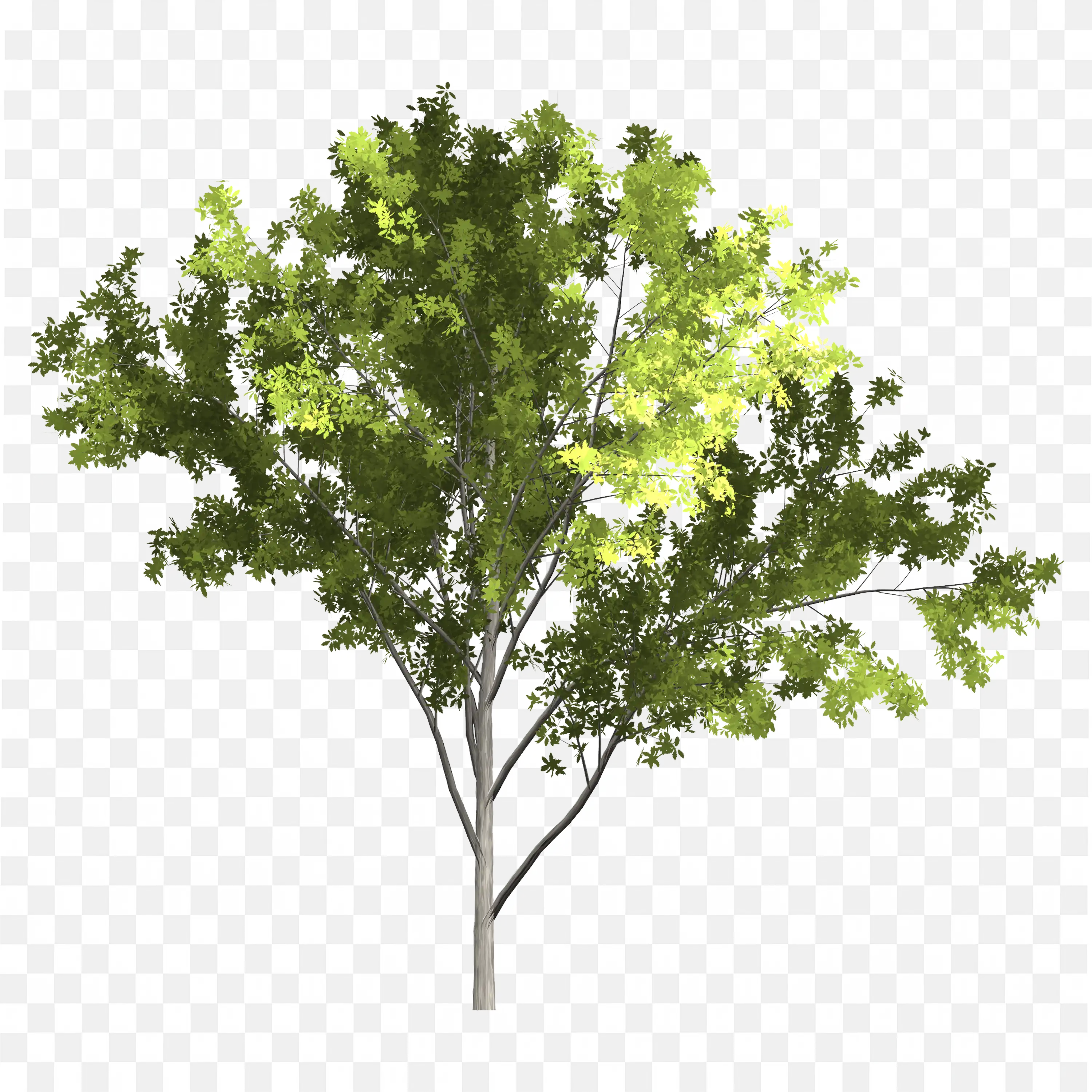 Green Tree with Curved Branches Garden Plant PNG Art