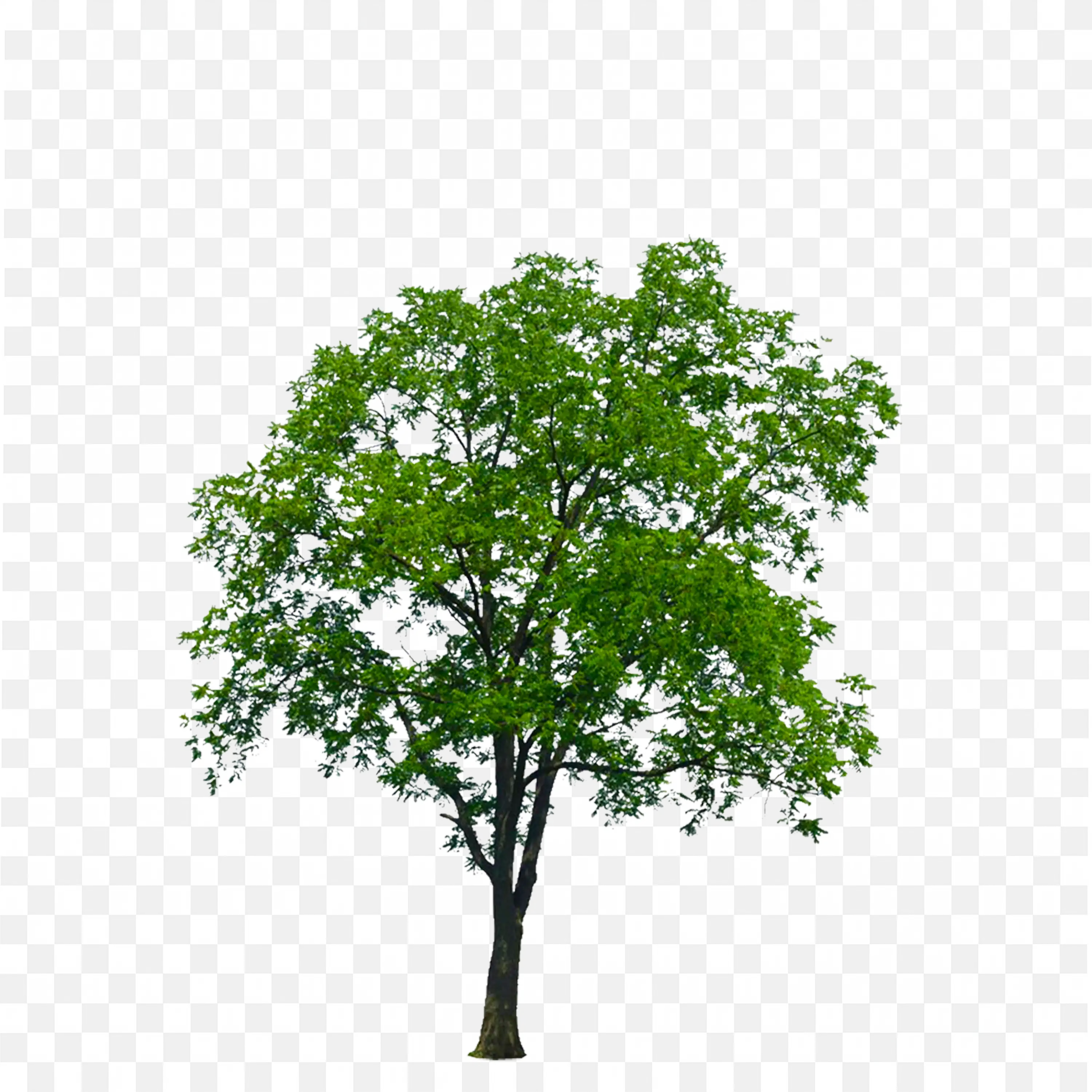 Green Tree PNG Isolated Tall Tree with Dense Foliage