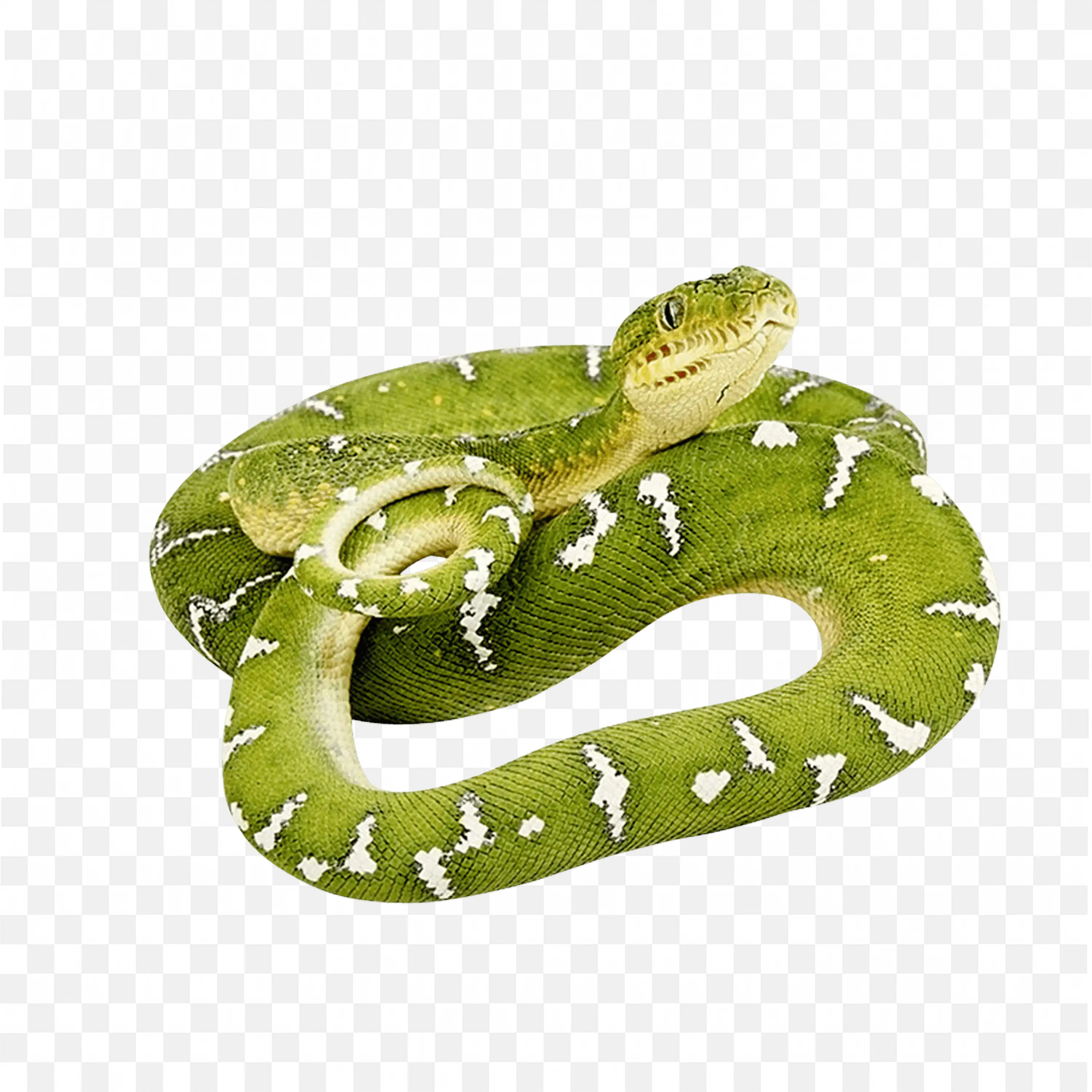 Green Viper Snake Coiled Clip Art Nature Jungle Reptile