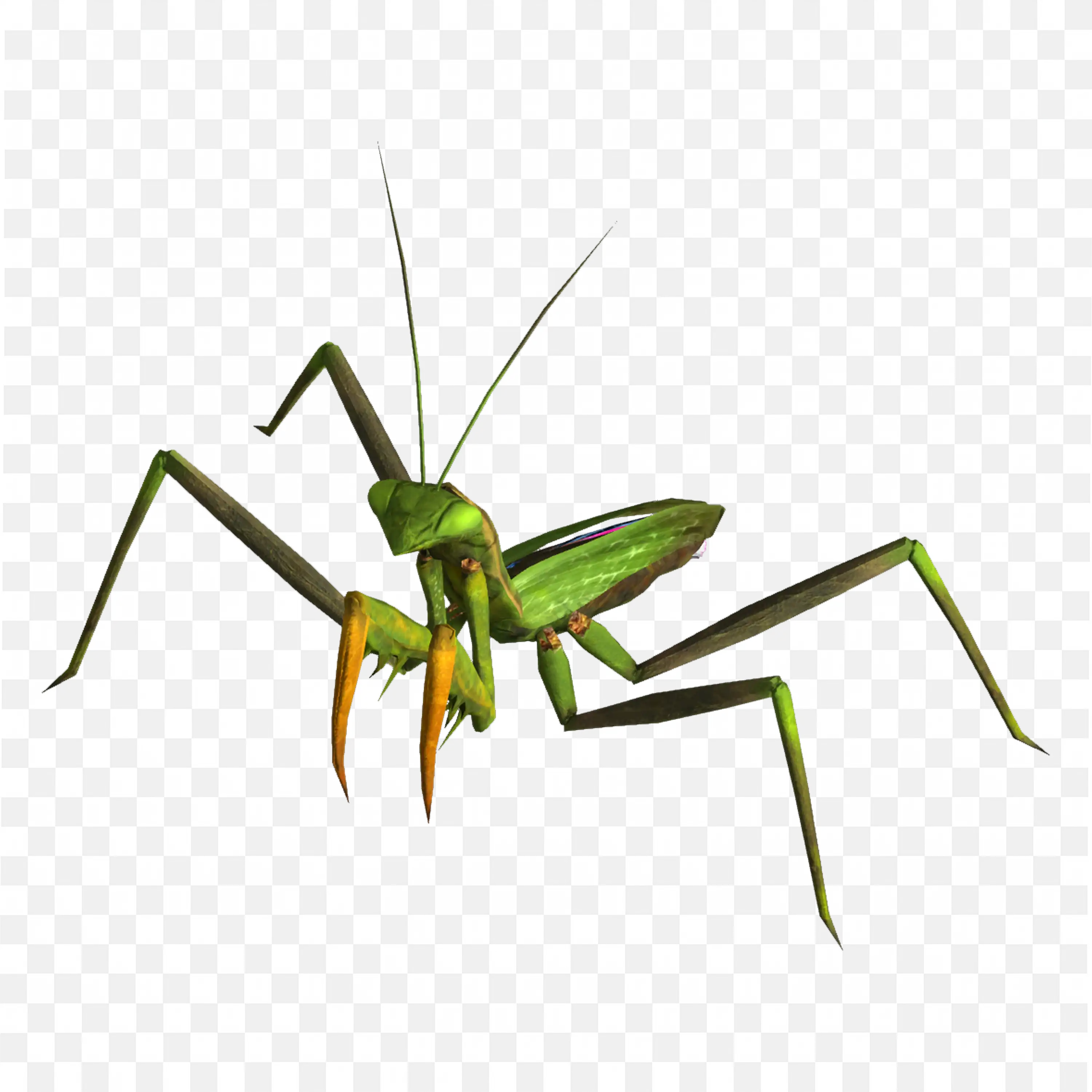 Green Yellow Mantis Insect PNG Vector Image Free