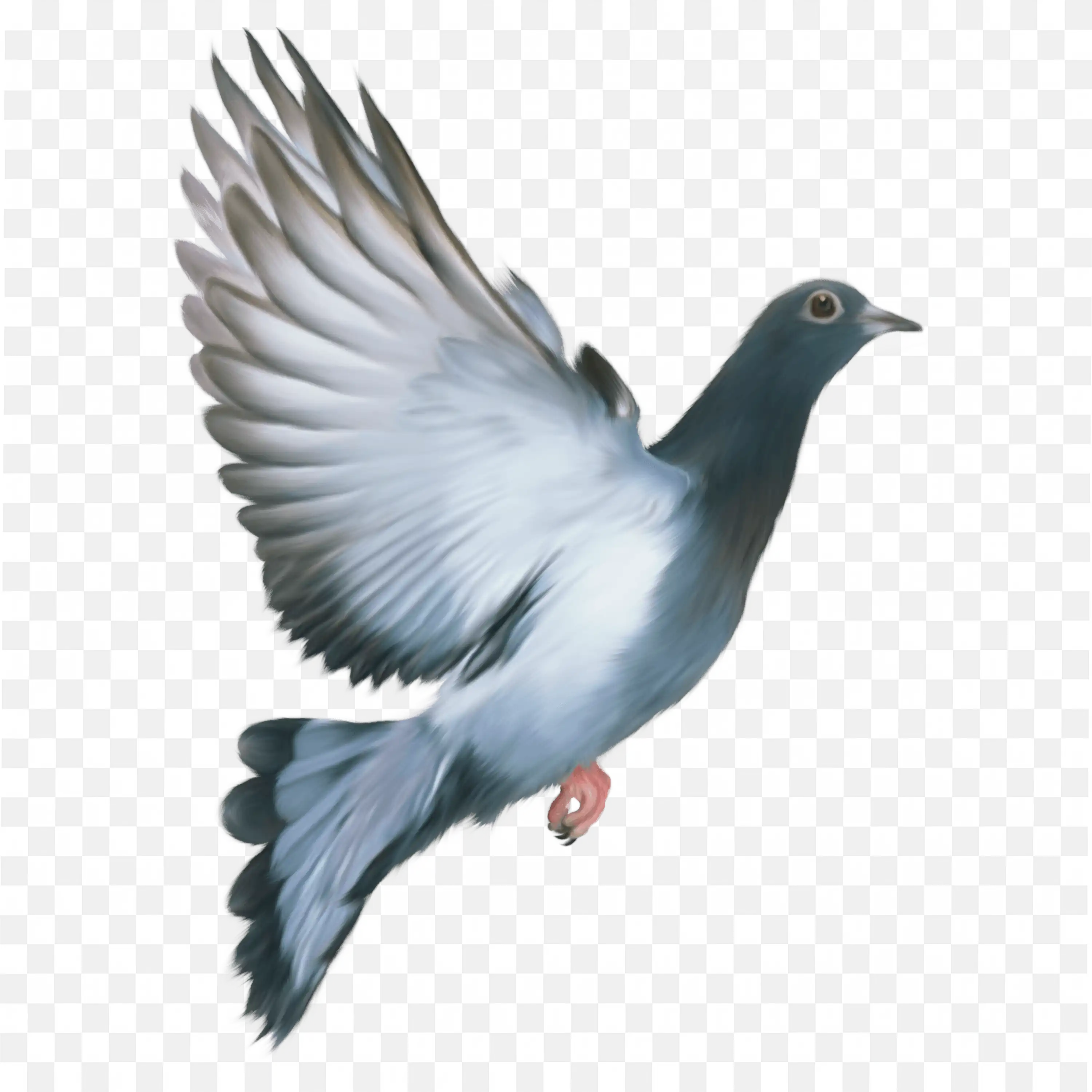 Grey Pigeon Flying in Air Transparent Bird PNG