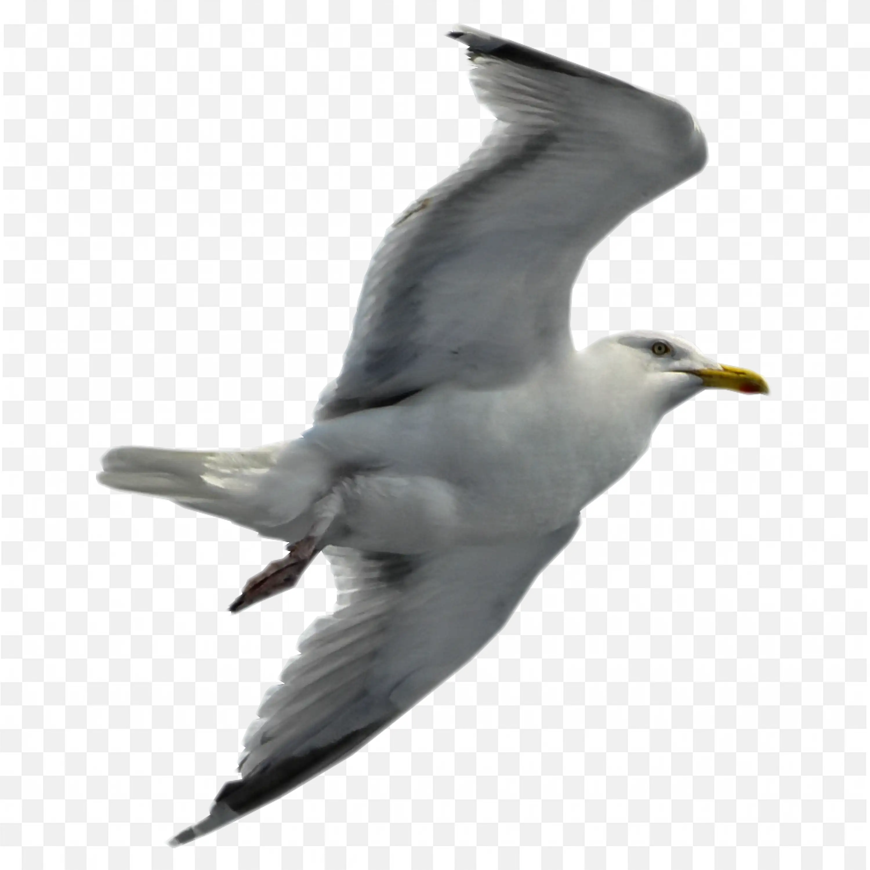 Grey Pigeon Flying Midair Transparent Bird Clipart