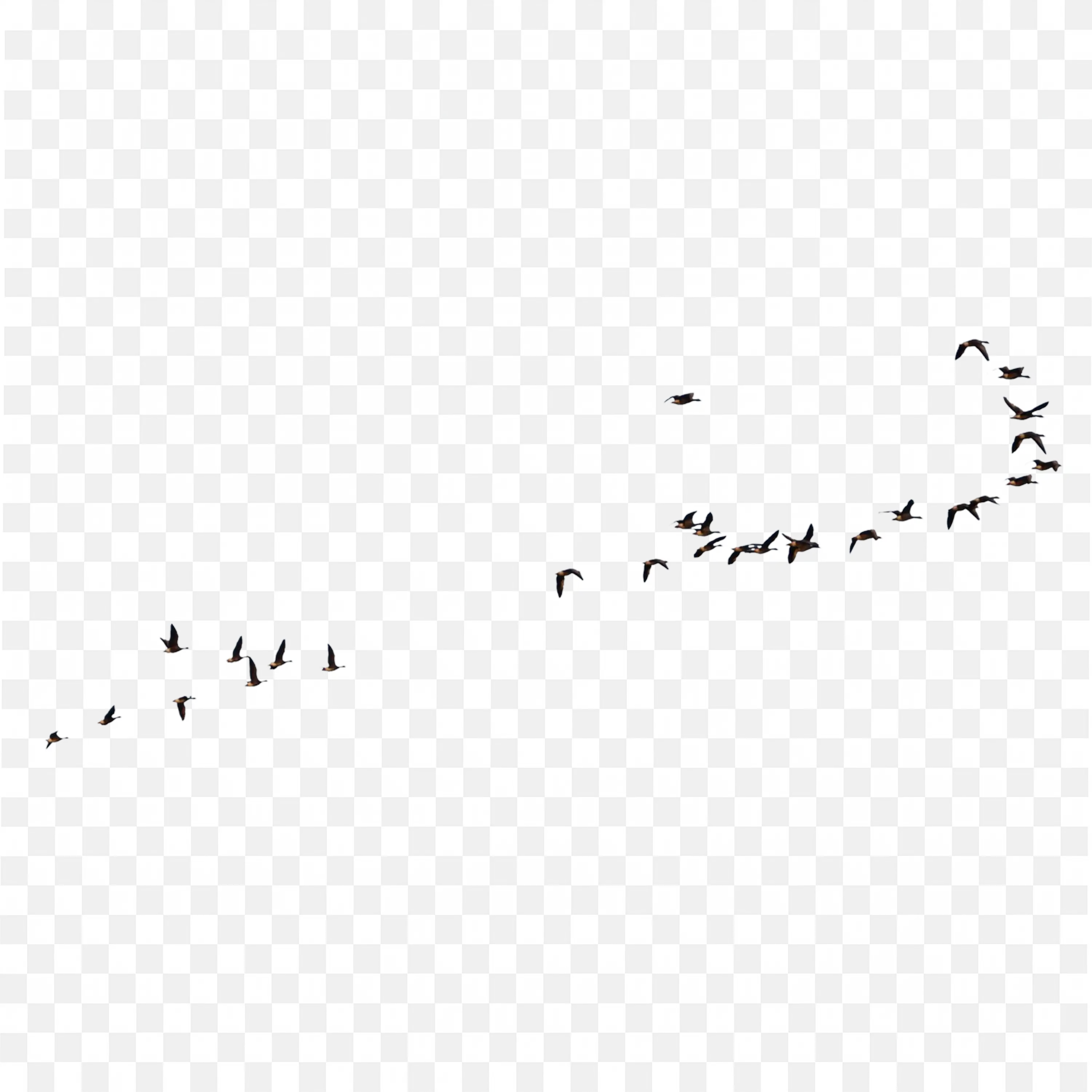Group of Flying Birds in Sky Transparent Outline PNG