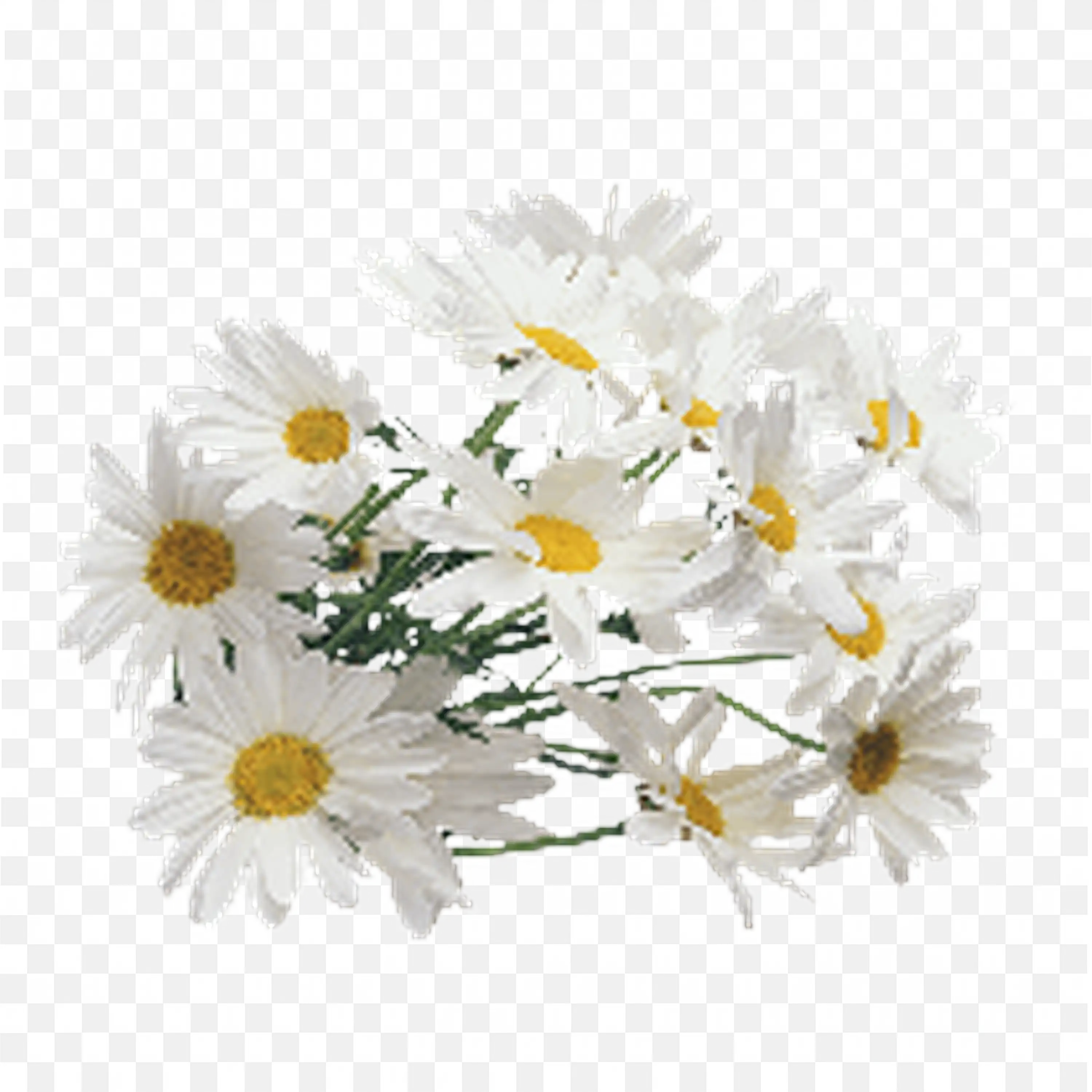 Group of White and Yellow Daisies on Transparent Design