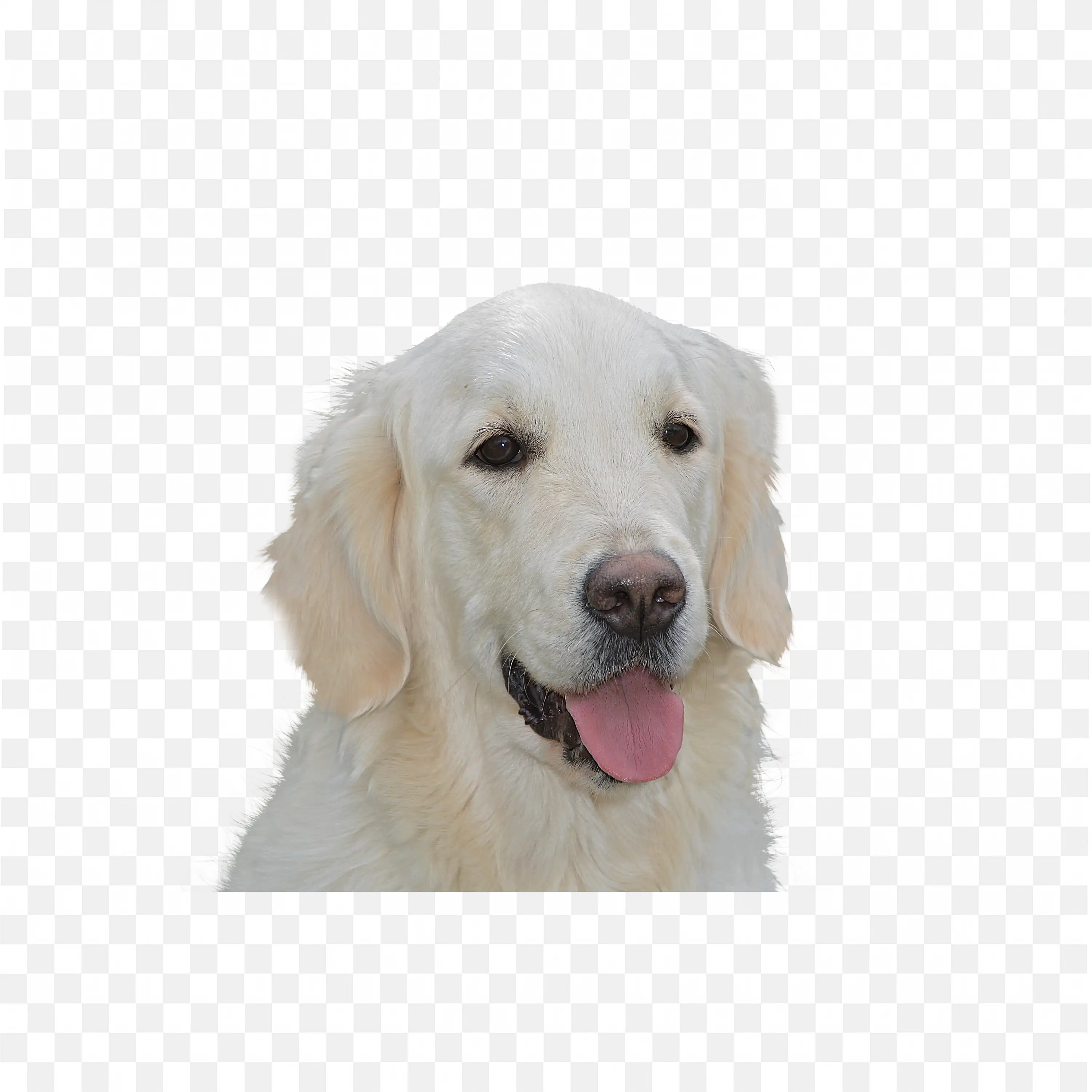 Happy White Dog Looking Up Friendly Pet PNG Transparent