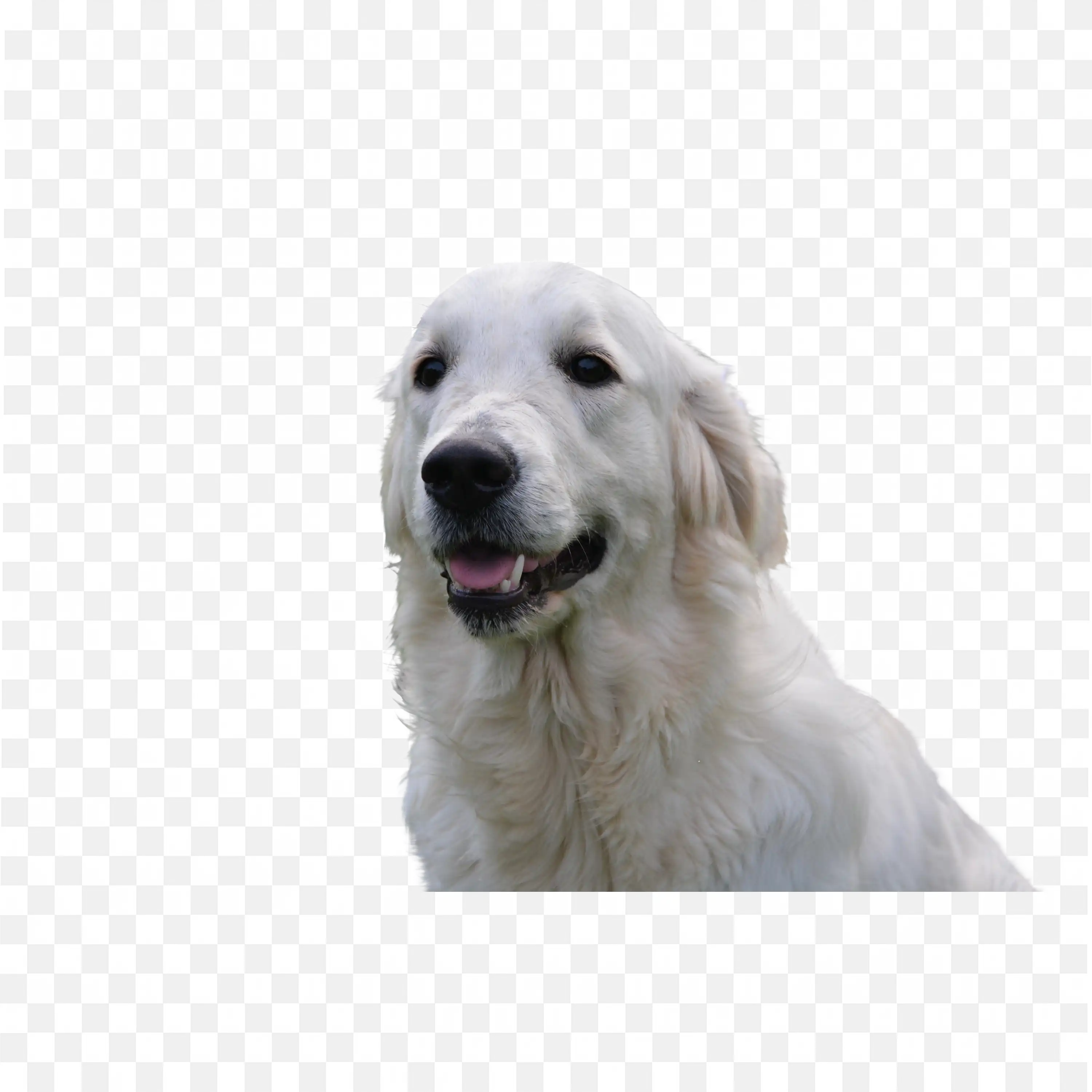 Happy White Dog Sitting Fluffy Pet Transparent PNG