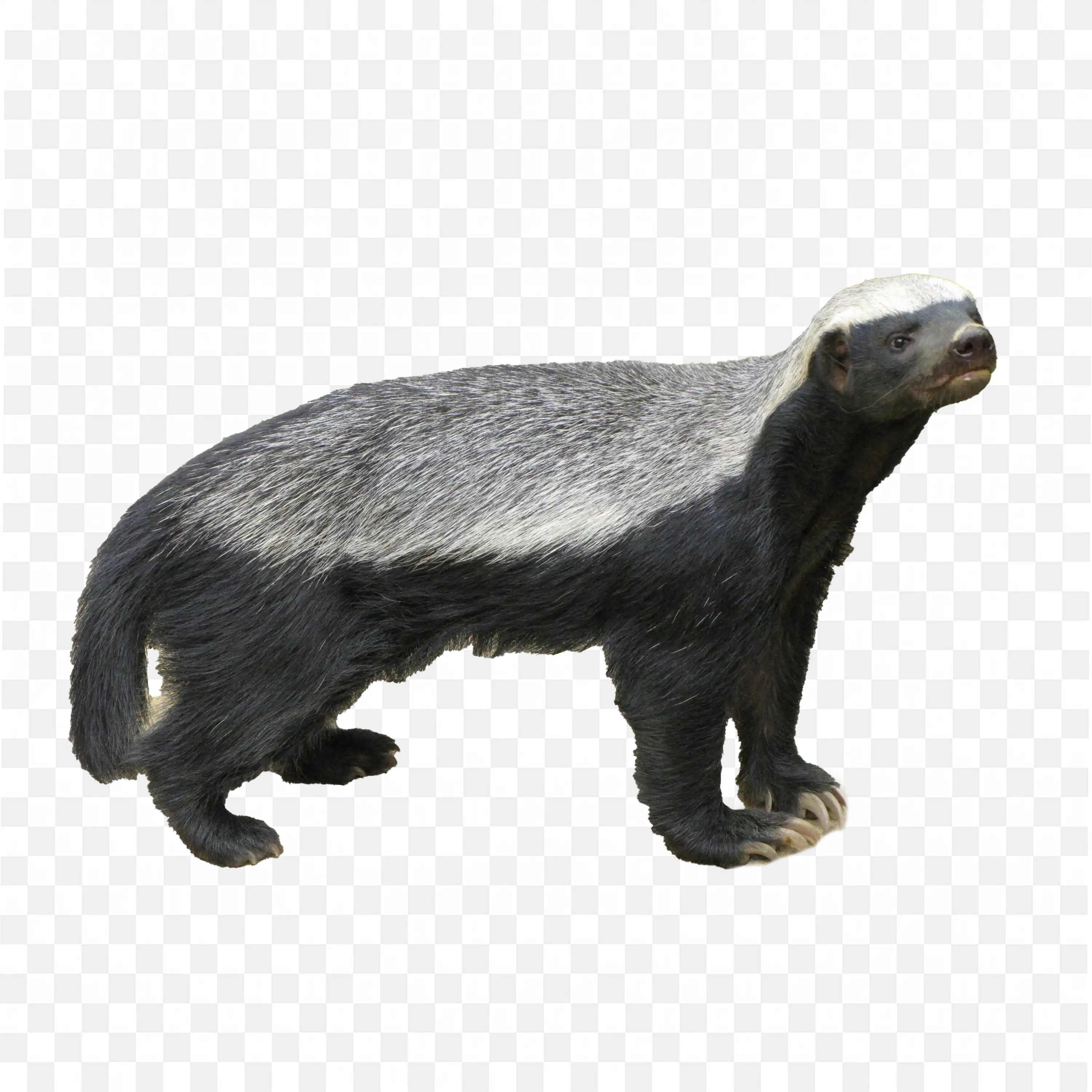 Honey Badger Standing PNG Wildlife Animal Graphic