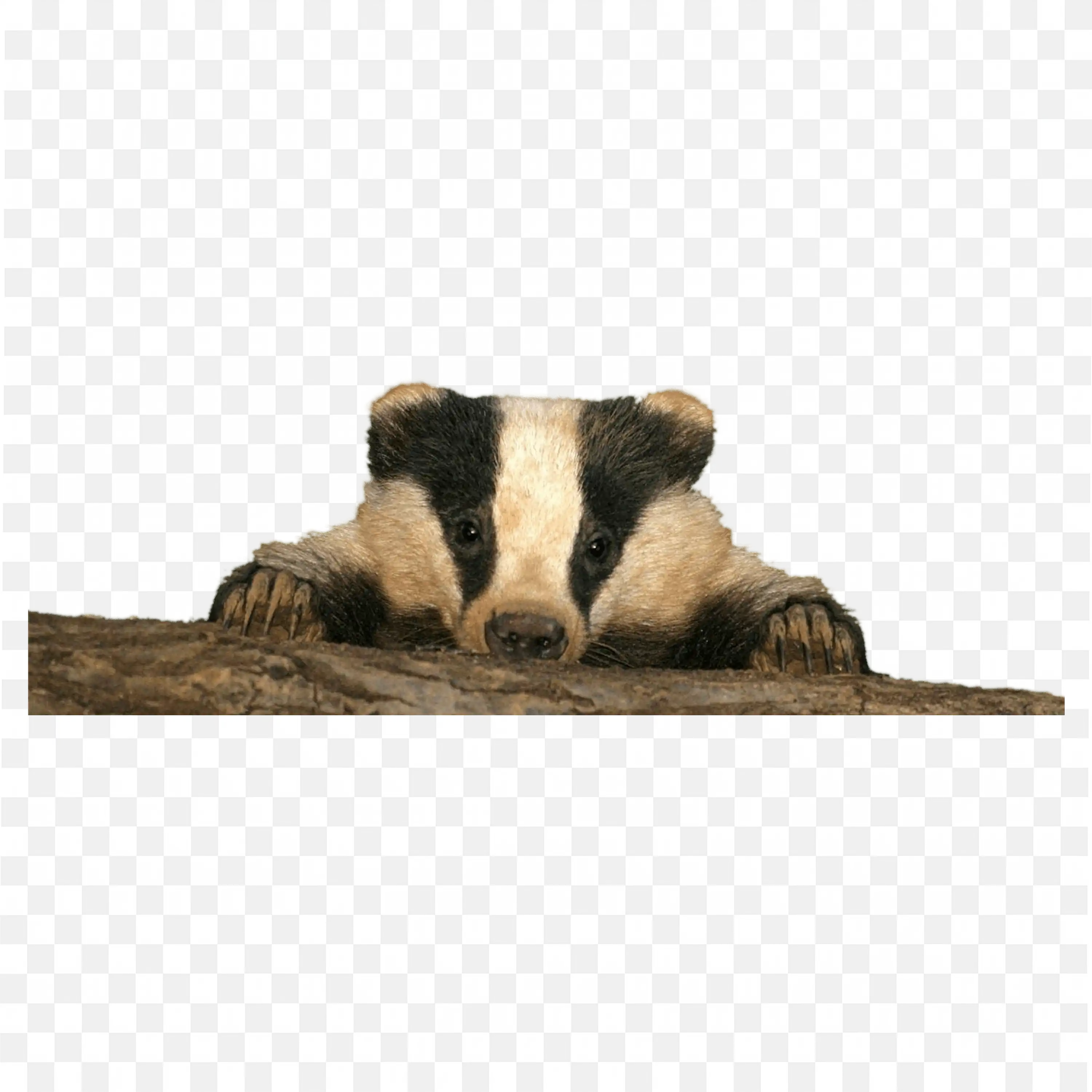 Honey Badgers Standing Clip Art Wildlife Animal Nature Art