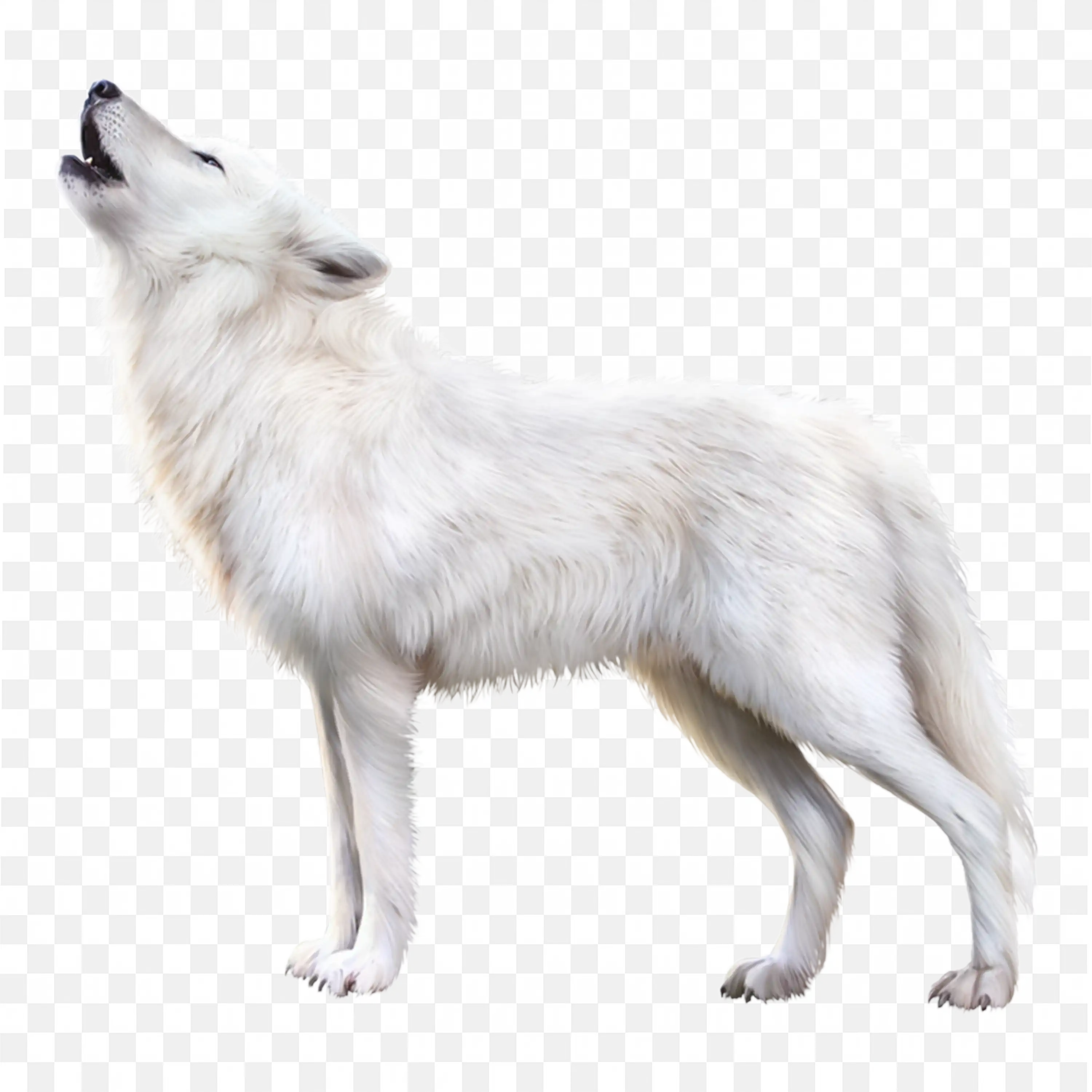 Howling Arctic Wolf Clip Art Nature Wildlife Animal Snow