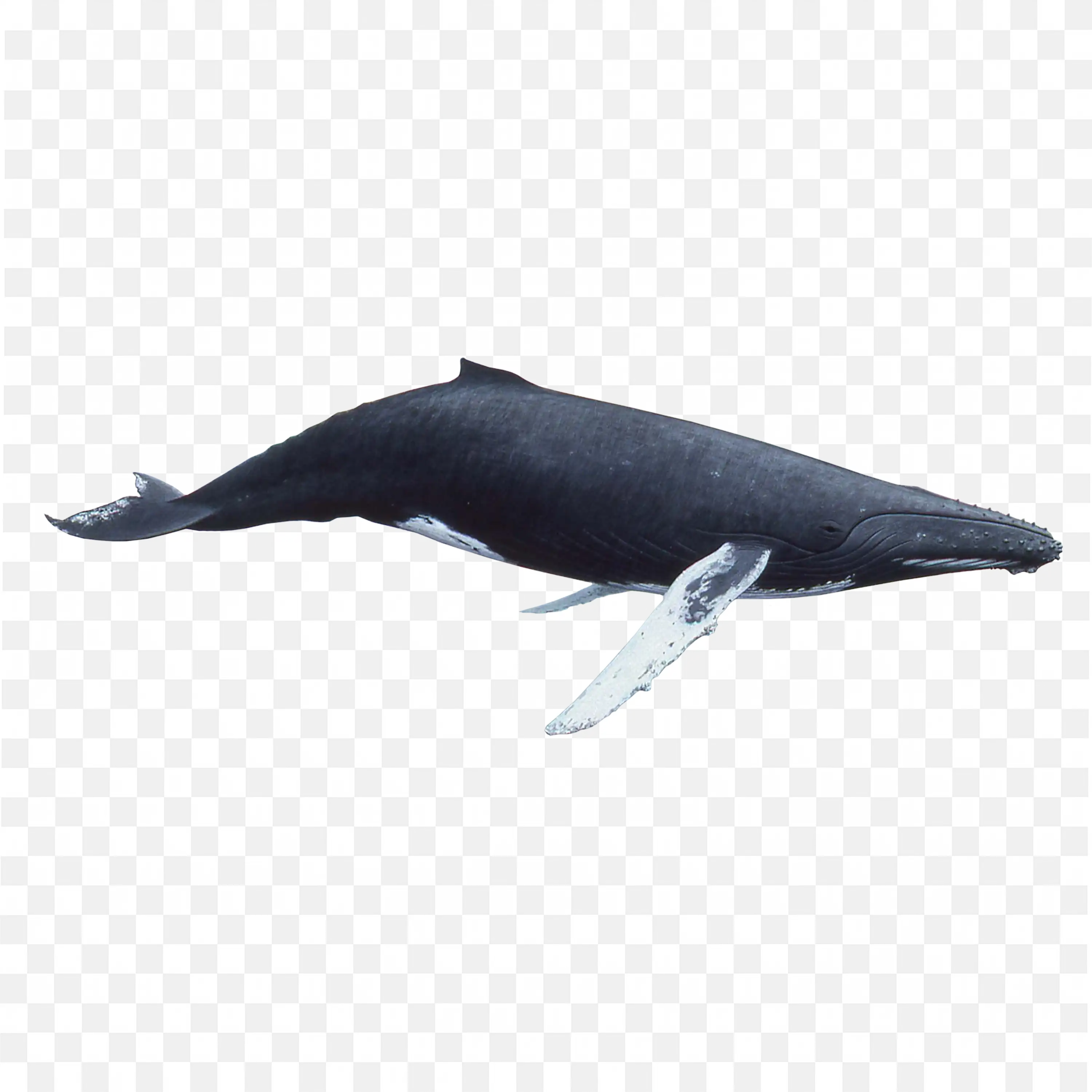 Humpback Whale Illustration Long White Pectoral Fins Art PNG