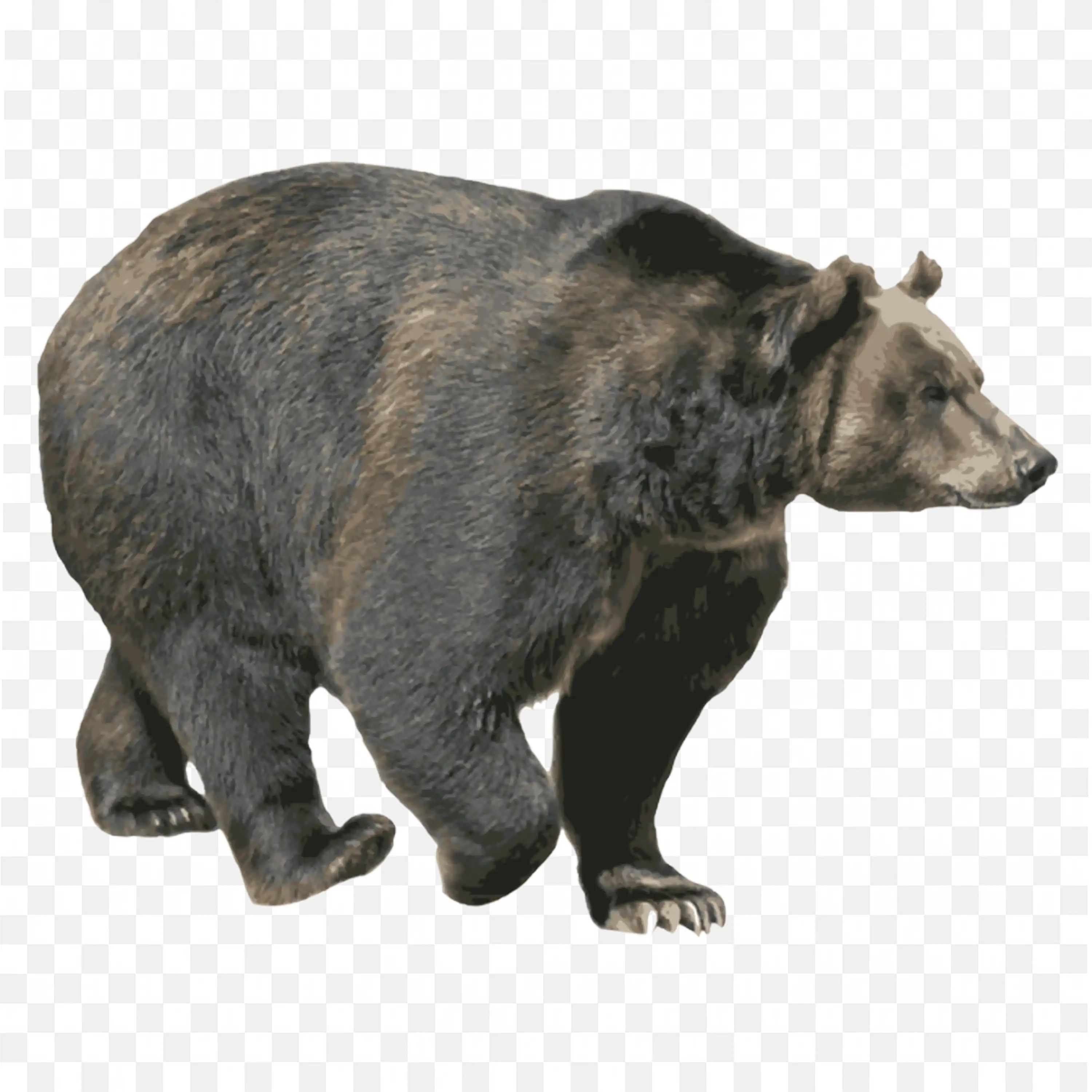Large Bear Standing PNG Realistic Wildlife Forest Art