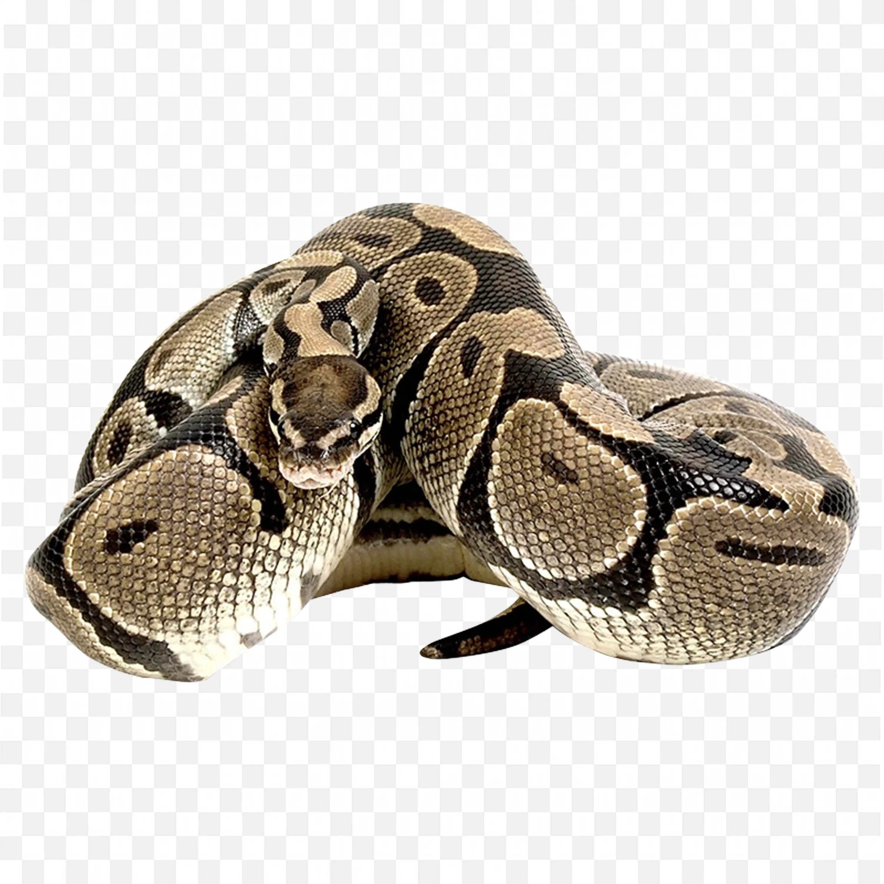 Large Python Snake Nature Clip Art Curled Reptile Closeup