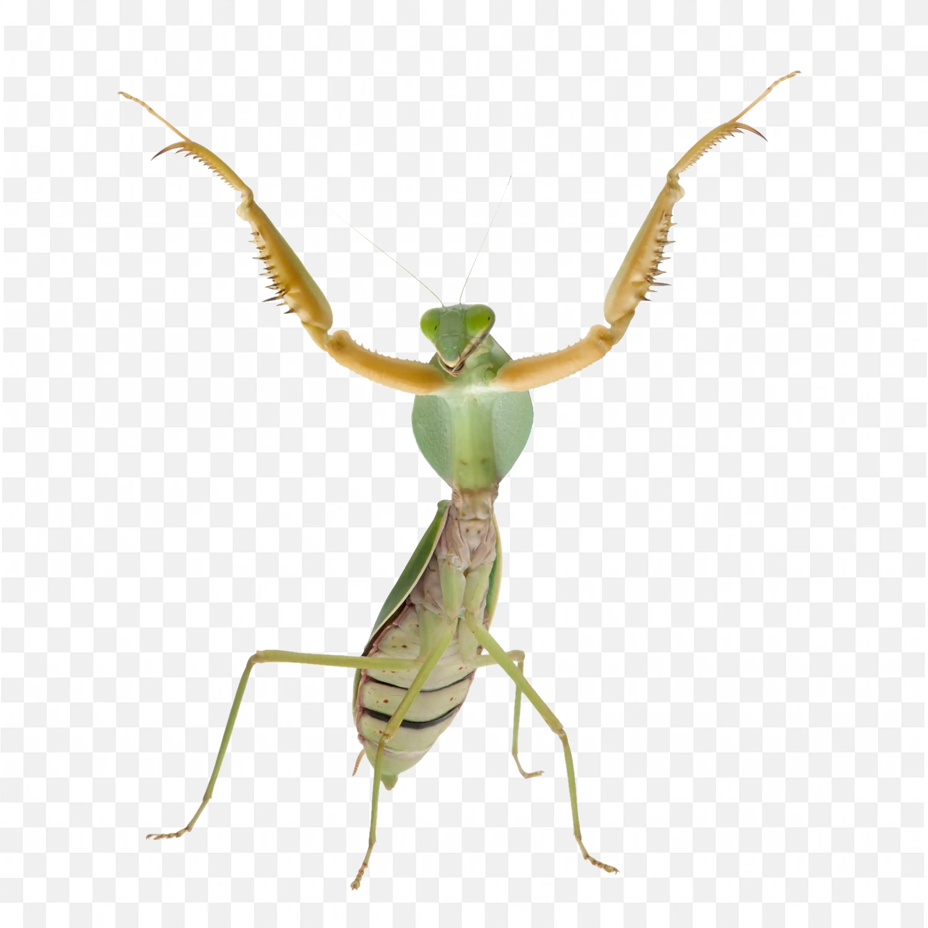Leaf Praying Mantis PNG Threat Pose Vector Download