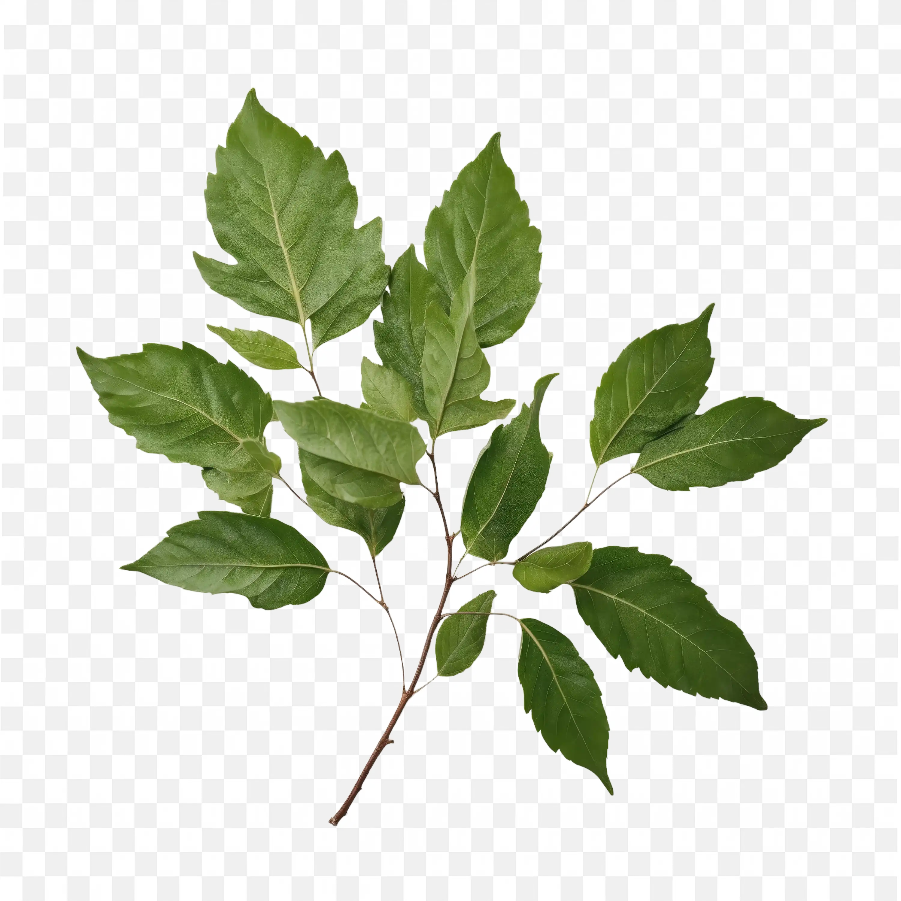 Leafy Tree Branch Natural Green Plant PNG Clipart