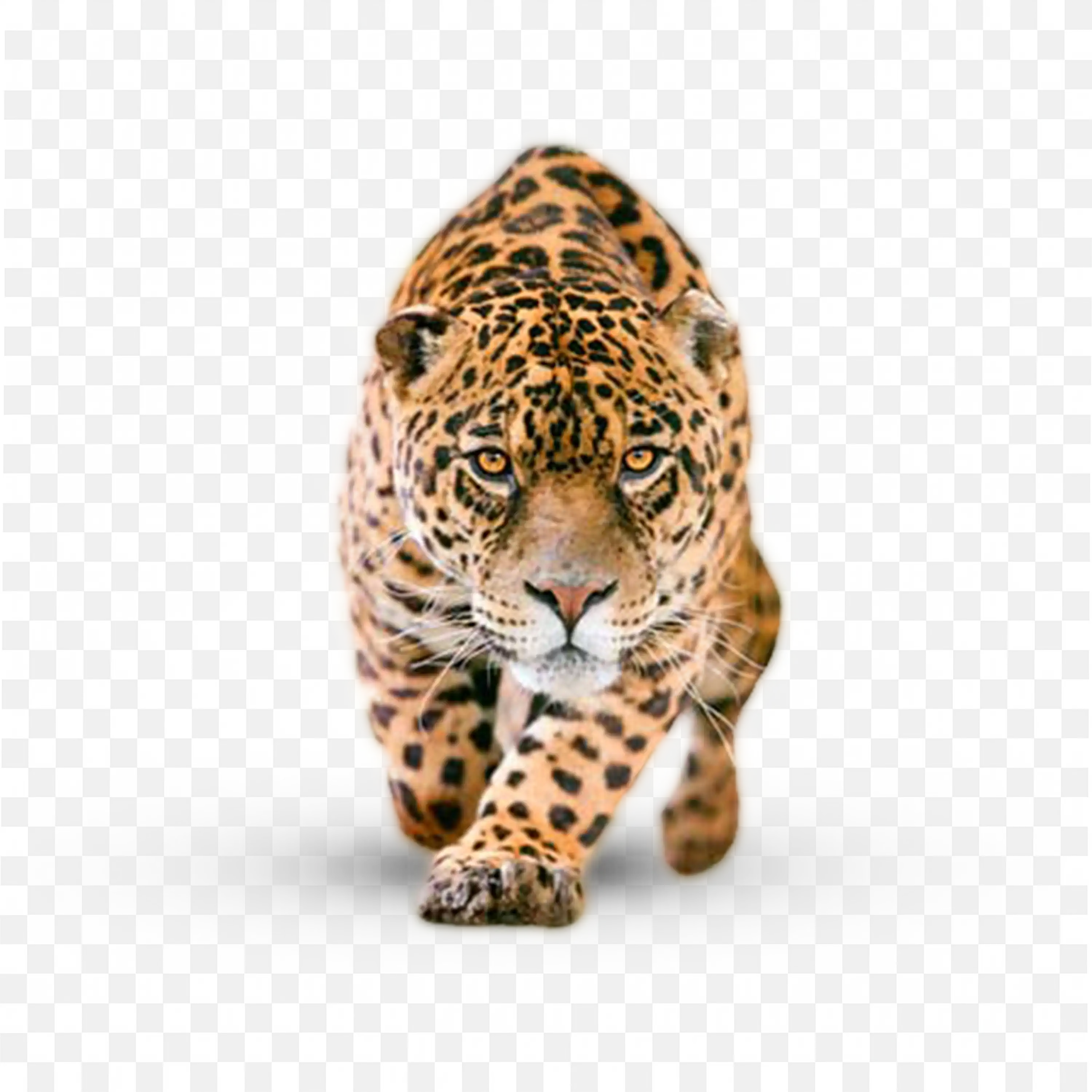 Leopard Closeup PNG Big Wild Cat Predator on White
