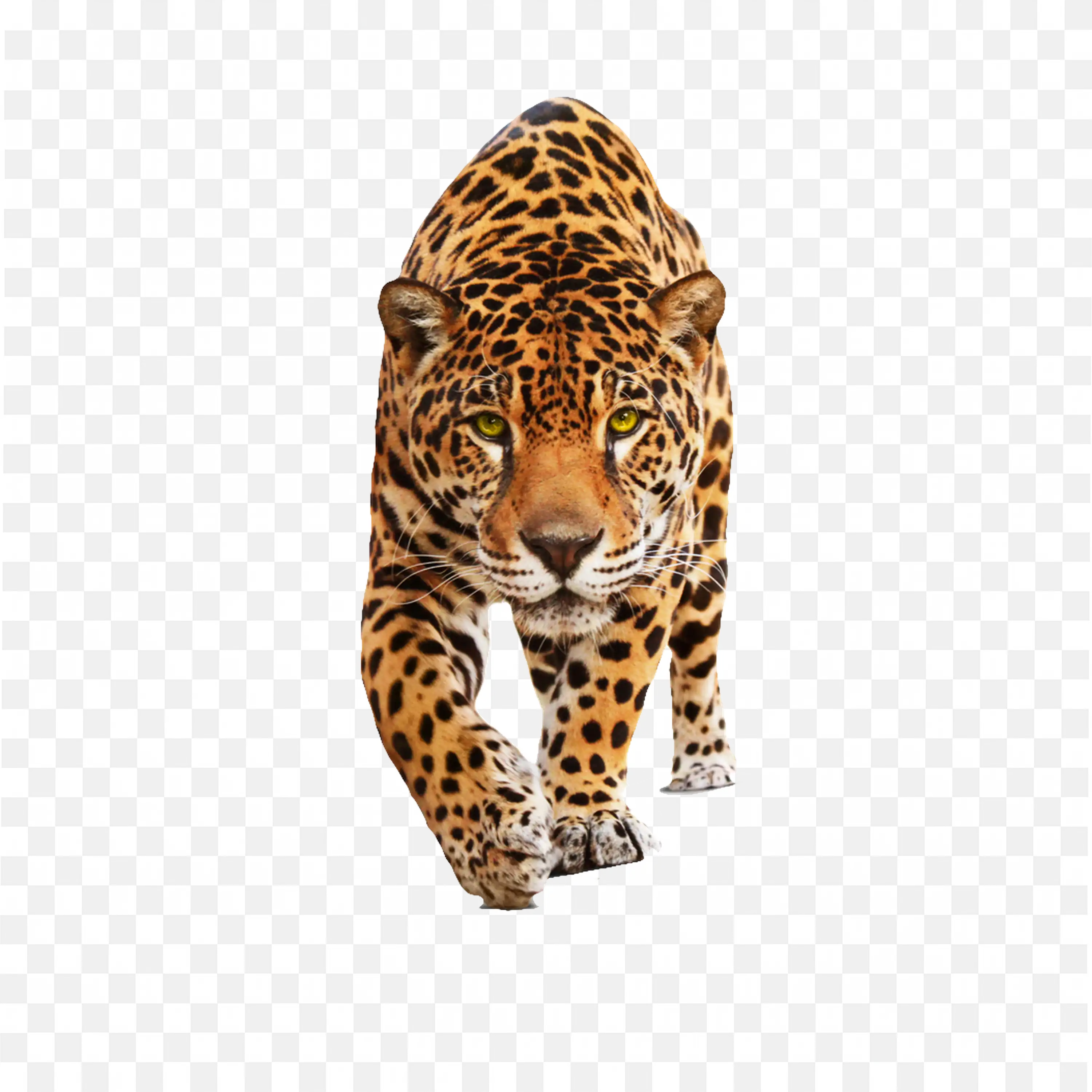 Leopard Sitting PNG Big Cat Spotted Wild Animal Clipart