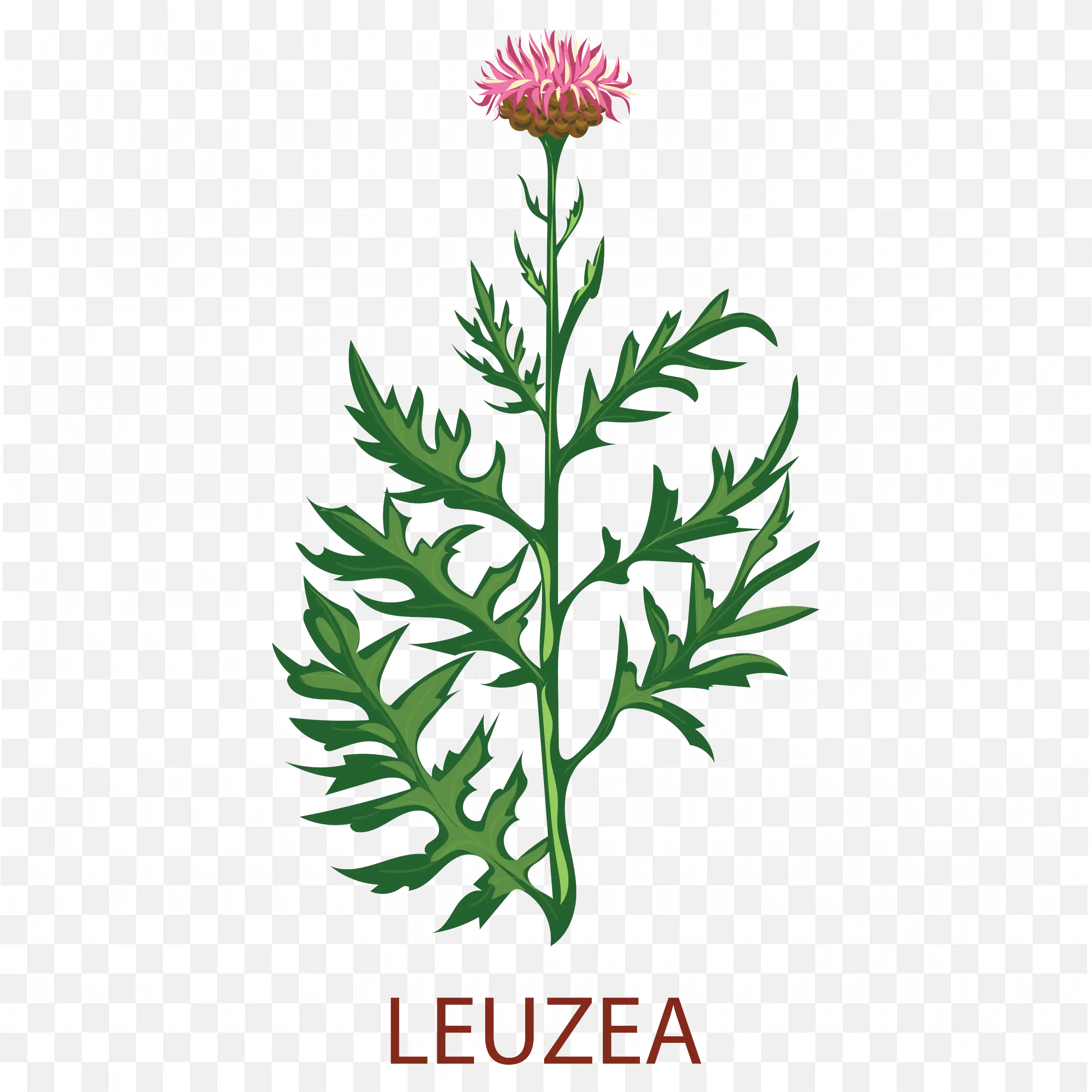 Leuzea Flower PNG Purple Thistle Bloom Botanical Art