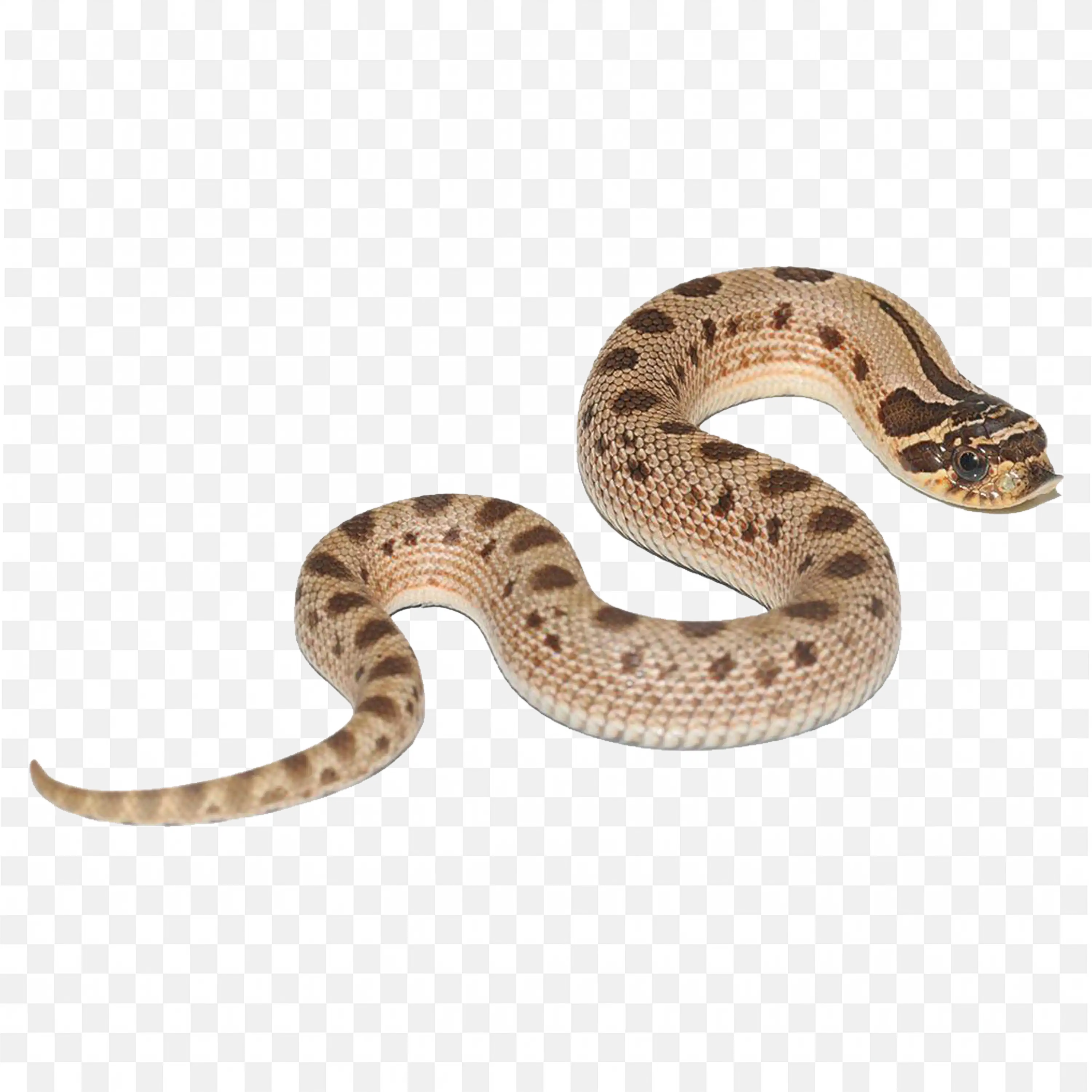 Light Brown Snake Clip Art Desert Nature Reptile Animal