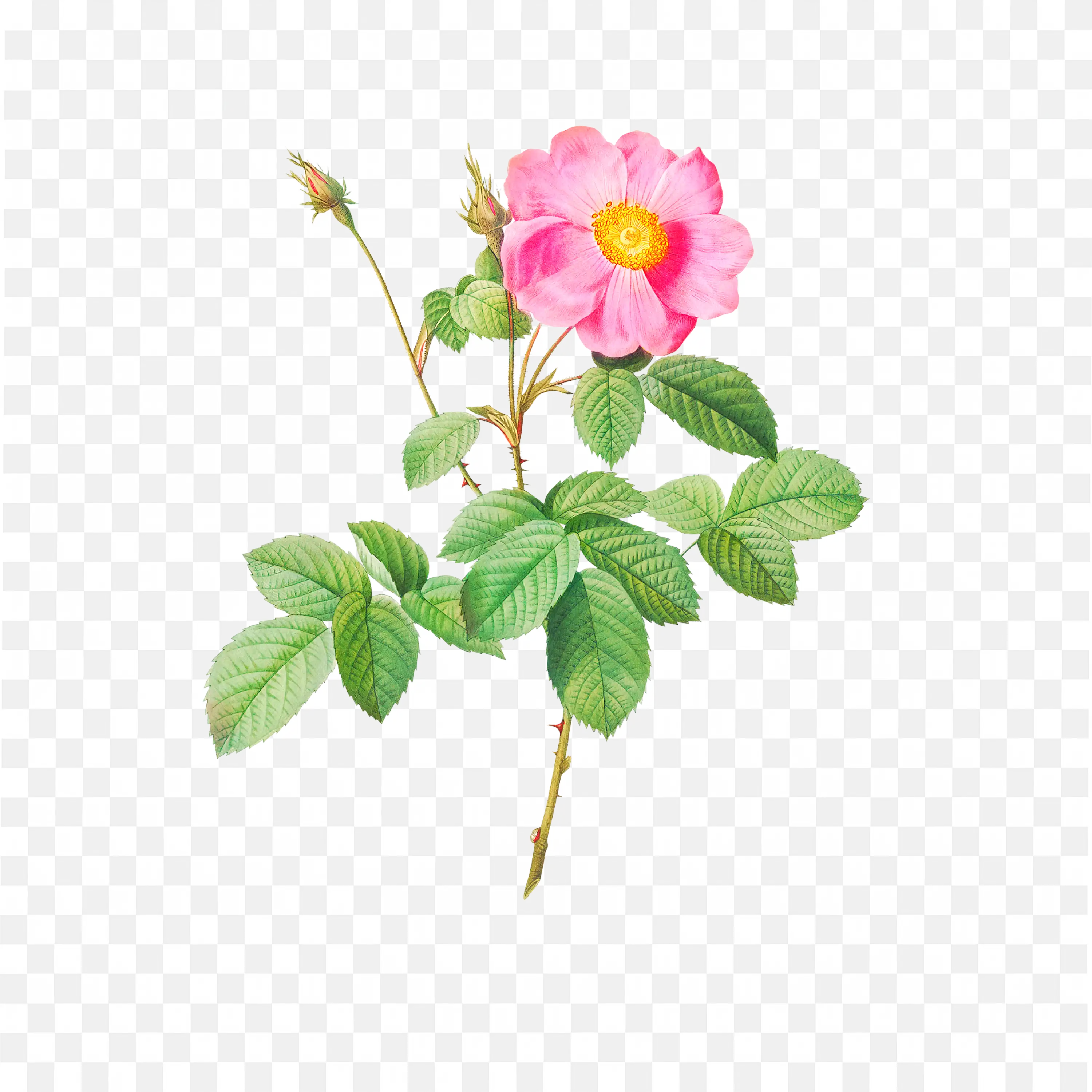 Light Pink Bloom PNG Botanical Nature Design Art Flower Scene