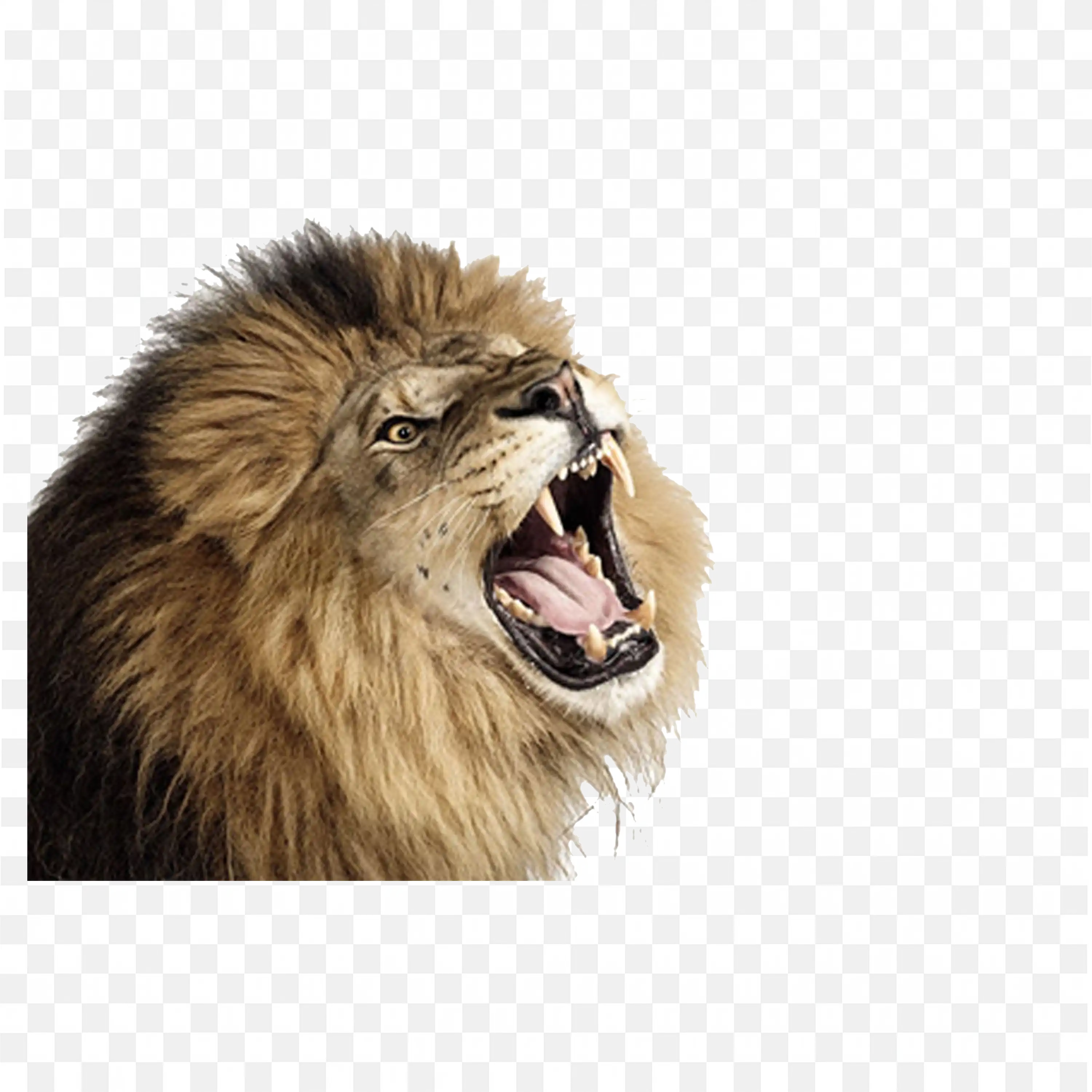 Lion Face PNG Closeup Detailed Fierce Expression