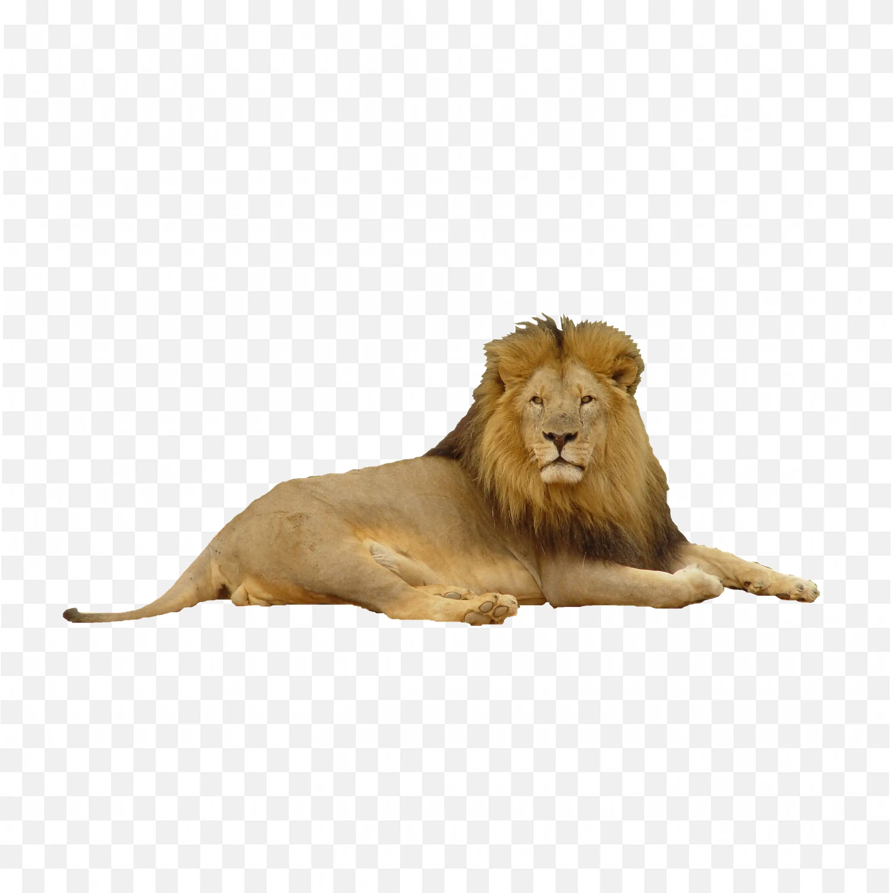 Lion Lying Down PNG Resting Big Cat with Mane