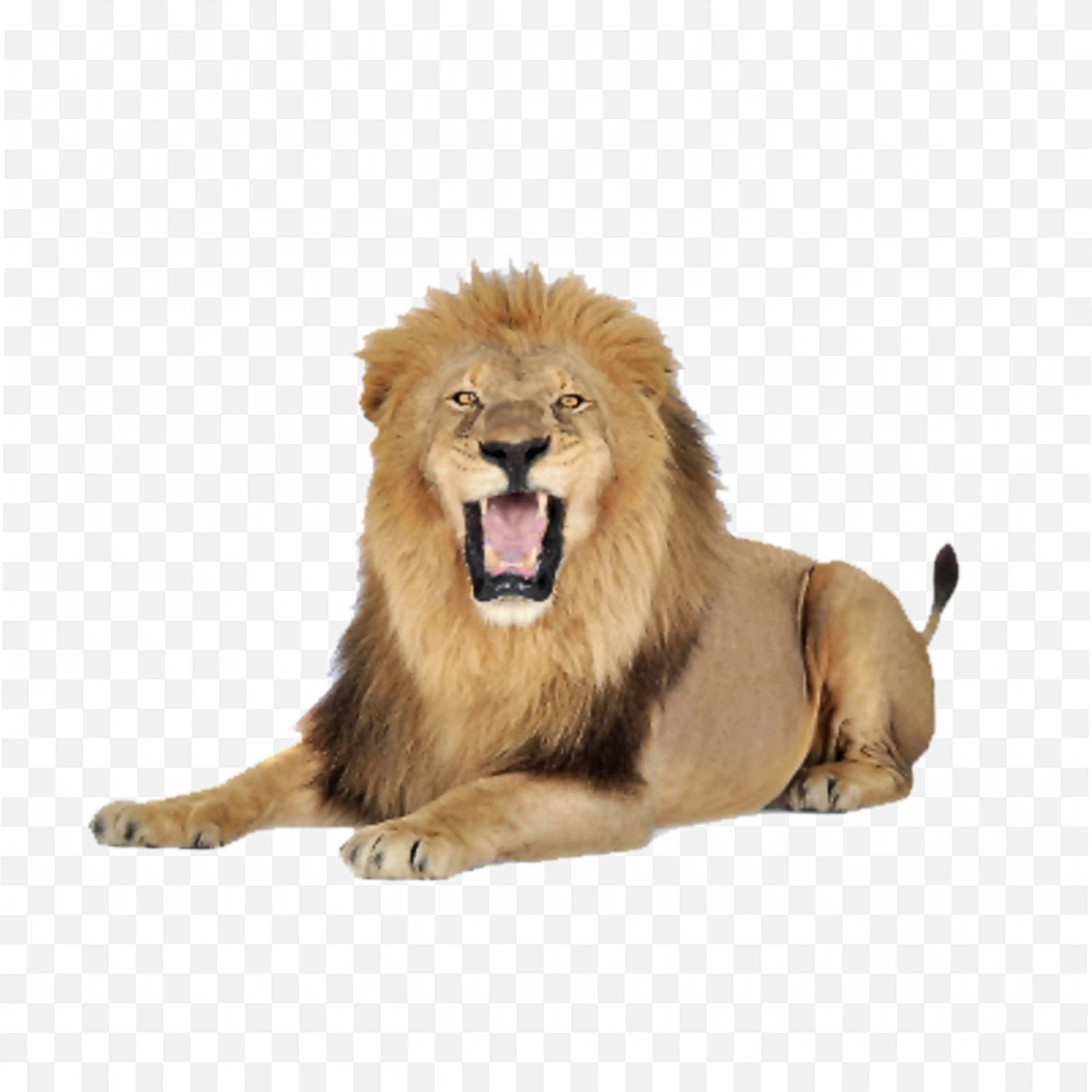 Lion Roaring PNG Powerful Male Big Cat Yawning Clipart