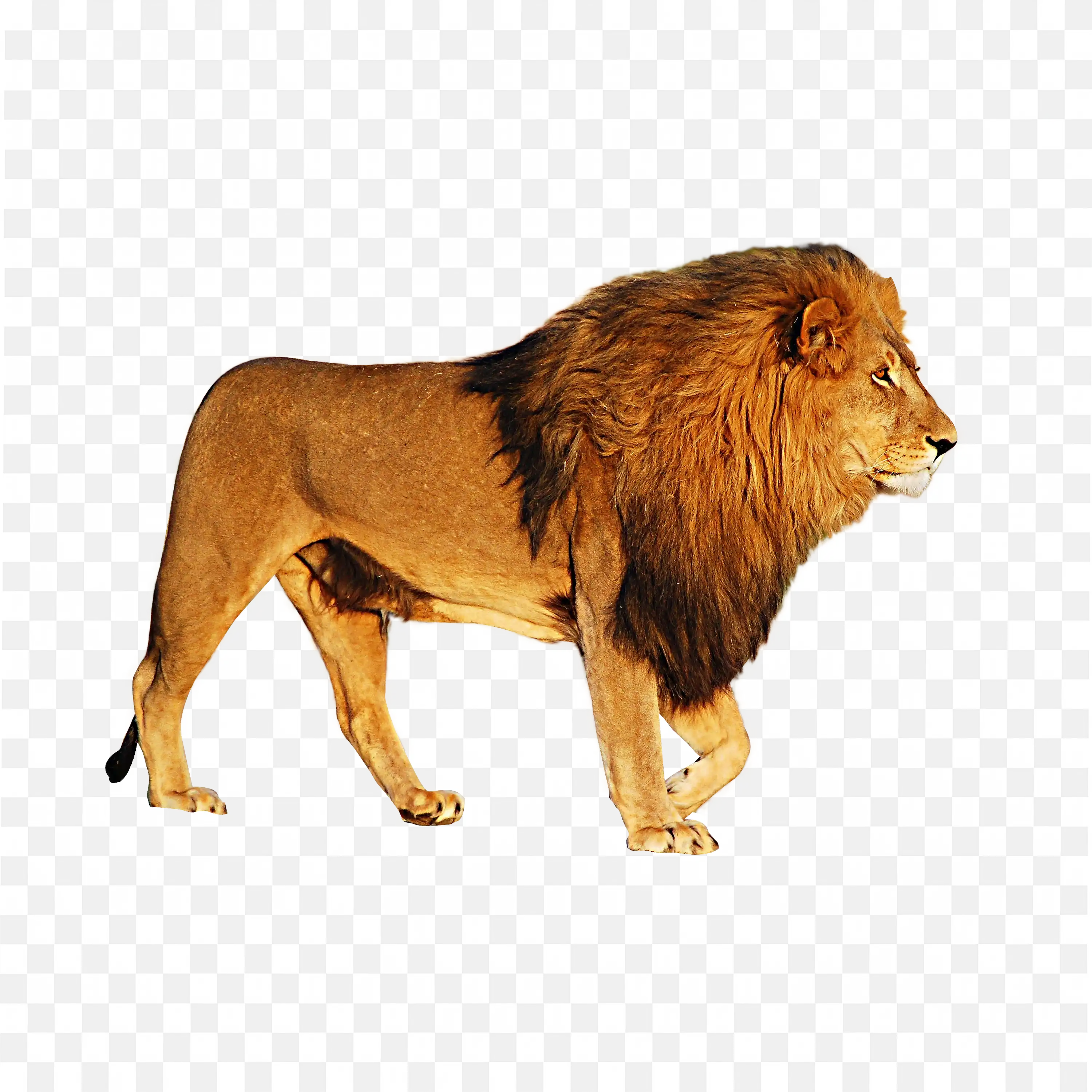 Lion Side View PNG Walking Big Cat with Golden Mane