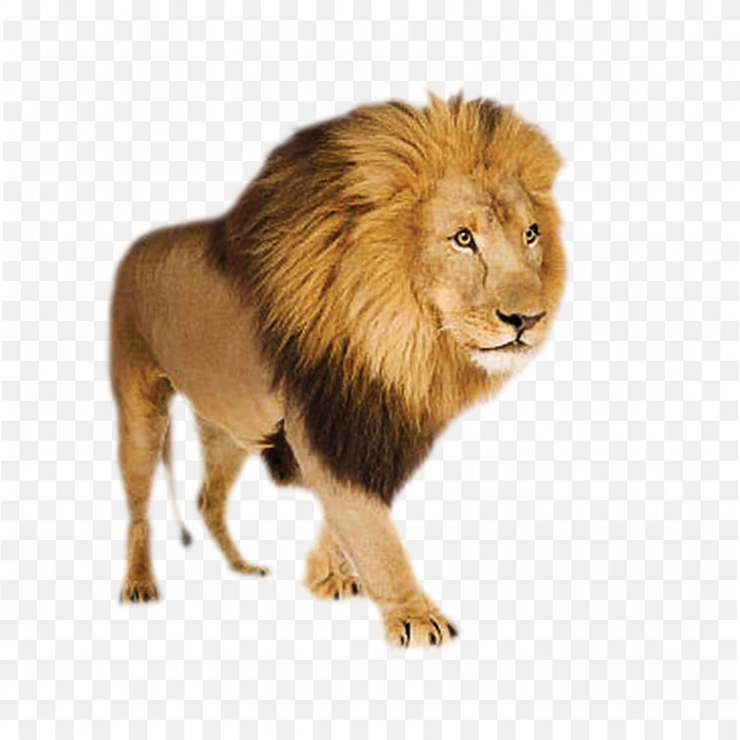 Lion Standing PNG Full Body Big Cat Walking Profile
