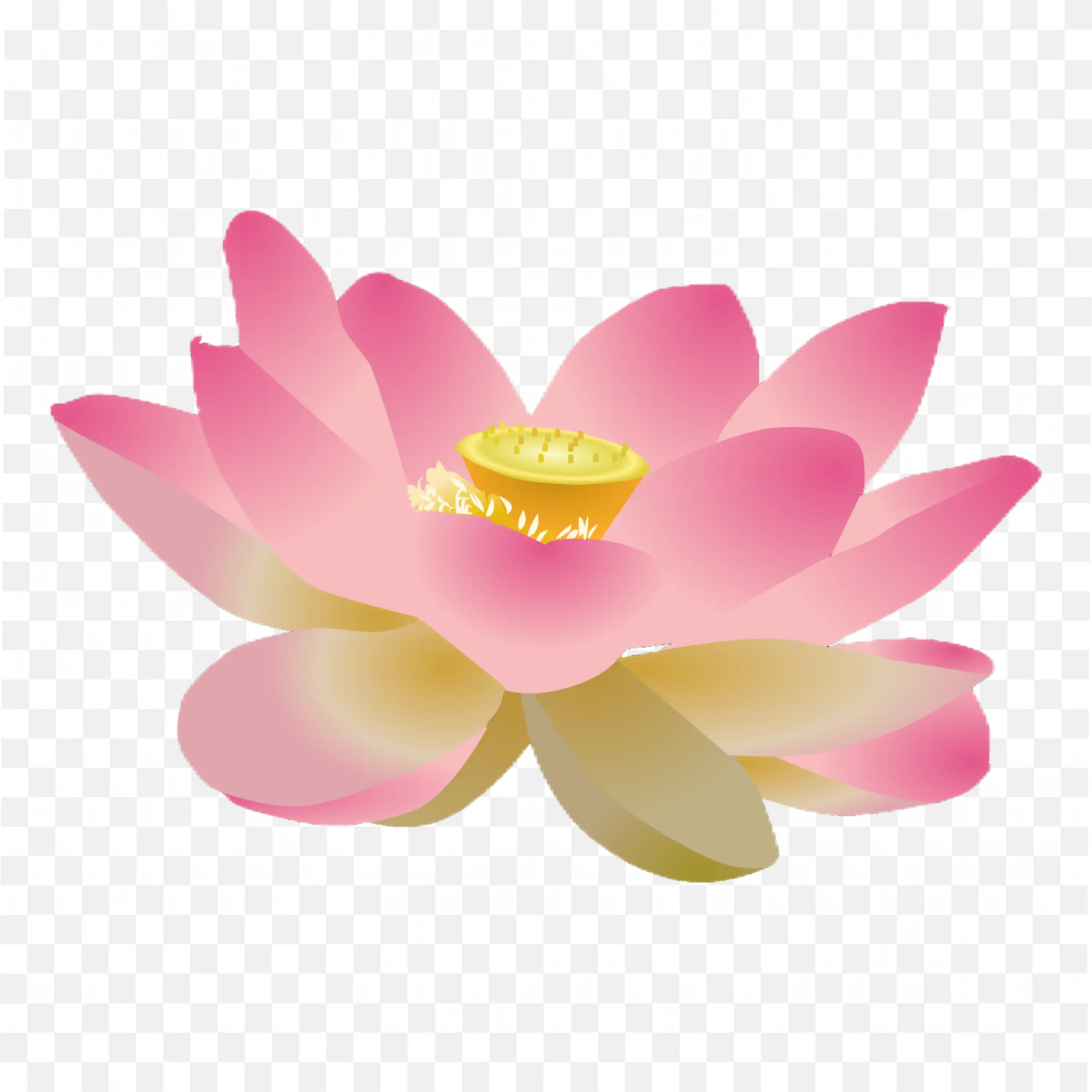 Lotus PNG Pink Flower Floating on Water Clipart