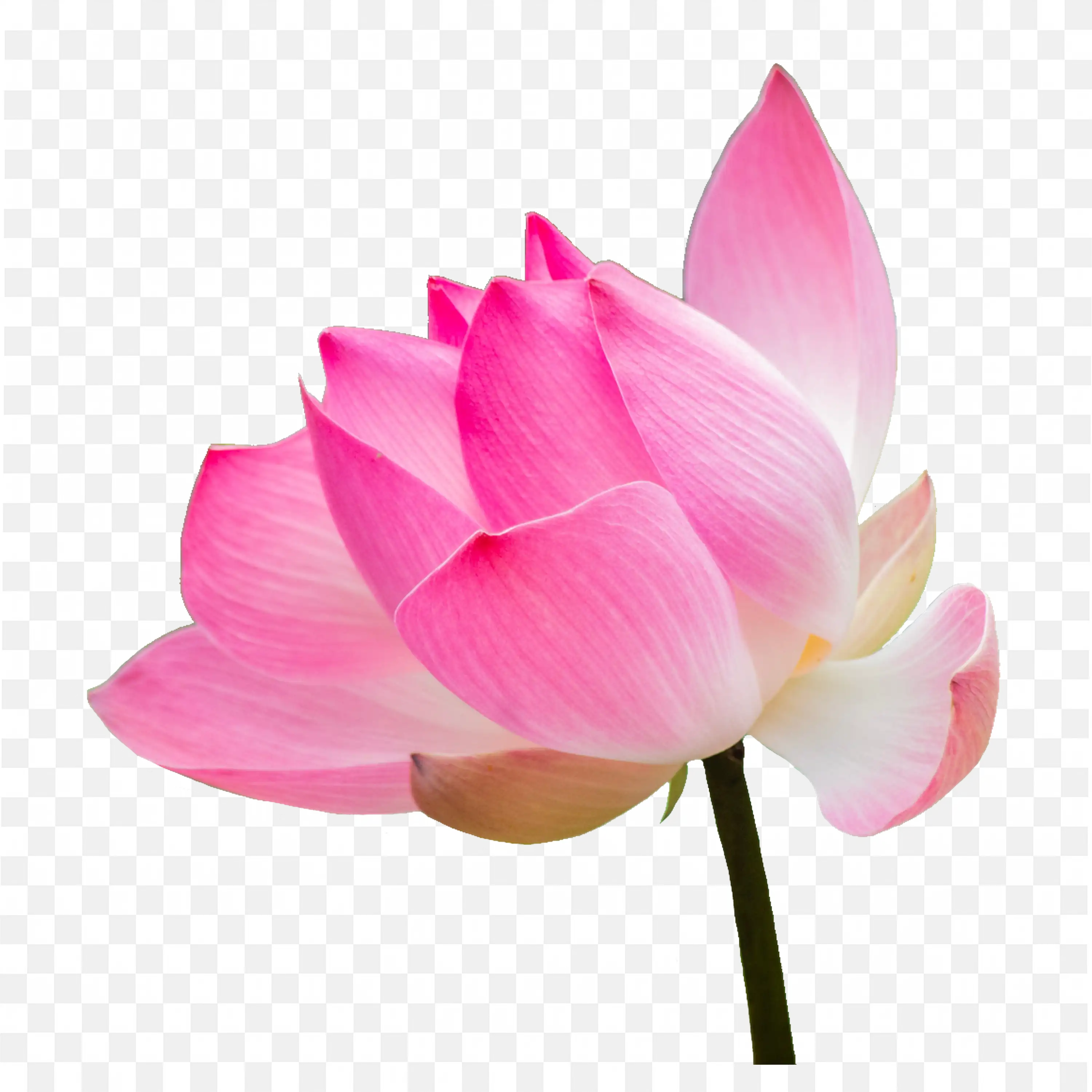 Lotus PNG Pink Flower Floating on Water Transparent PNG