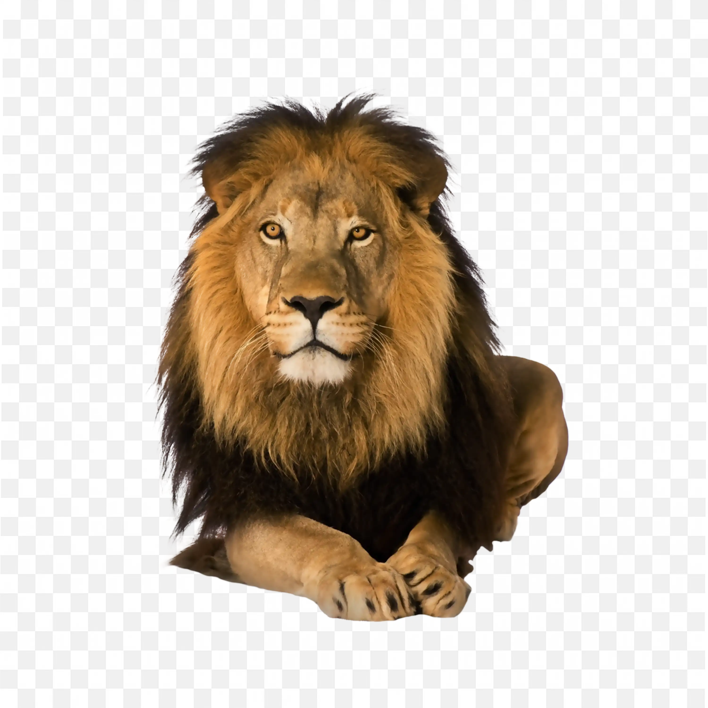 Male Lion Head PNG Realistic Fierce Mane African King