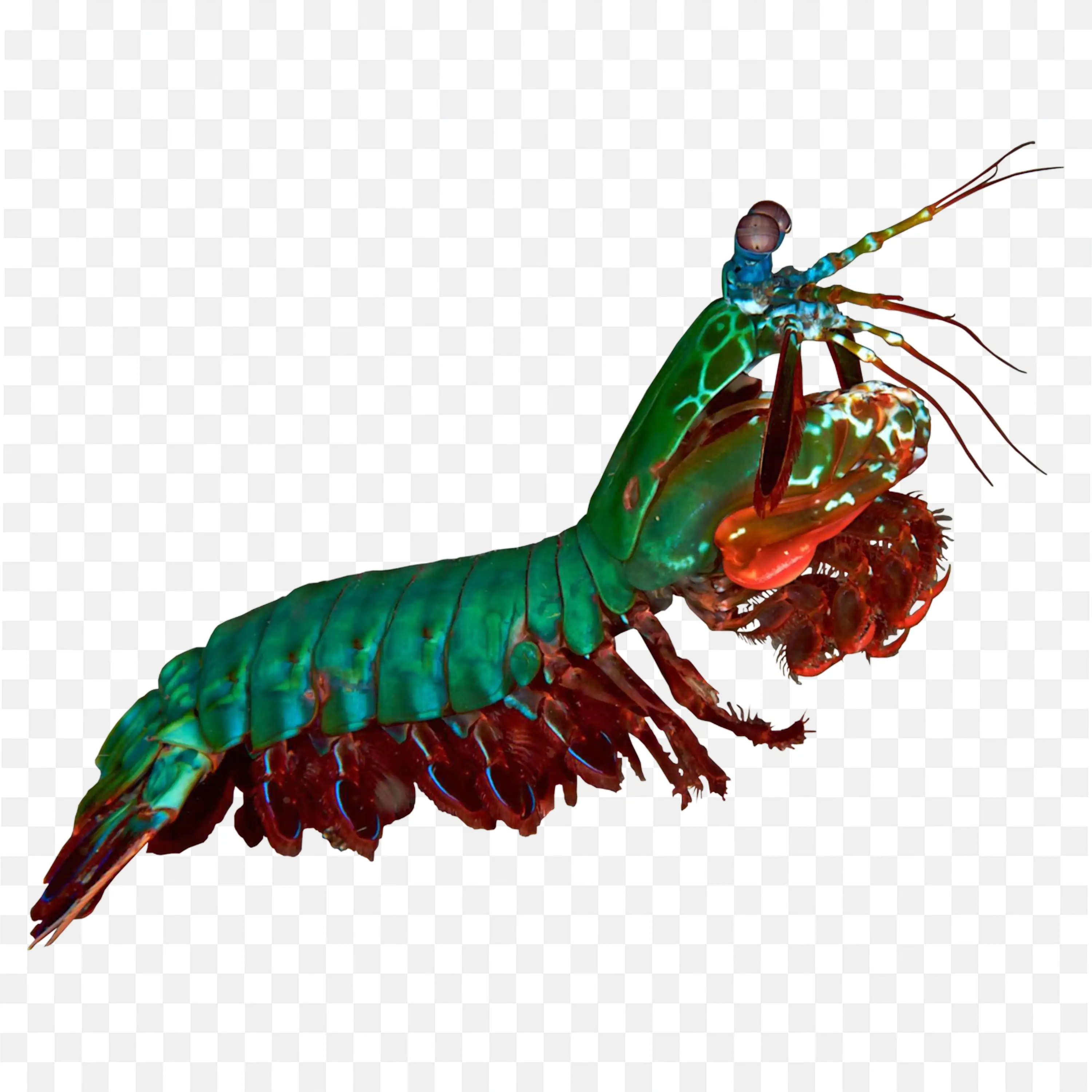 Mantis Shrimp PNG Bright Colors Vector Download