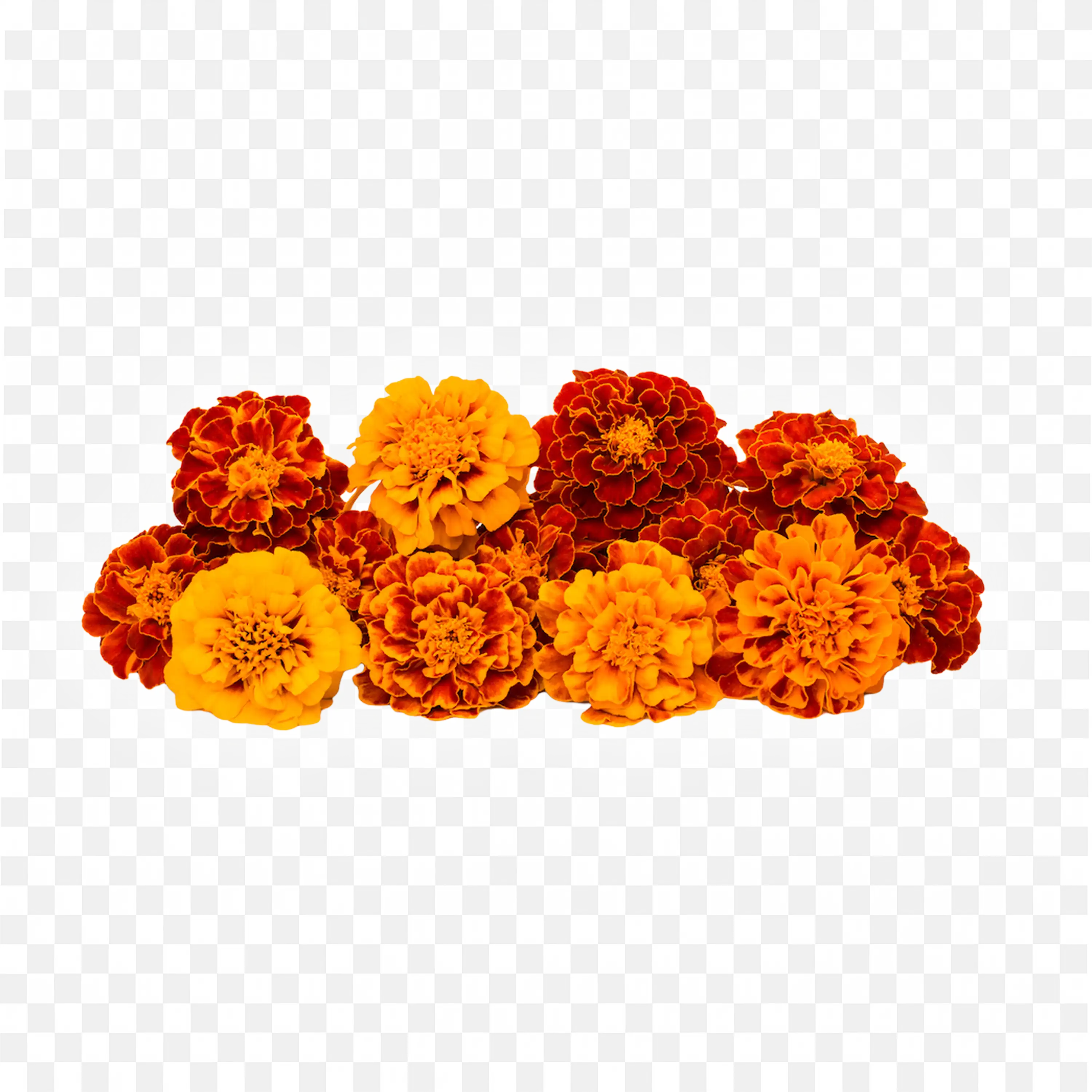 Marigold Flowers Large Yellow Orange and Creamy White Blooms