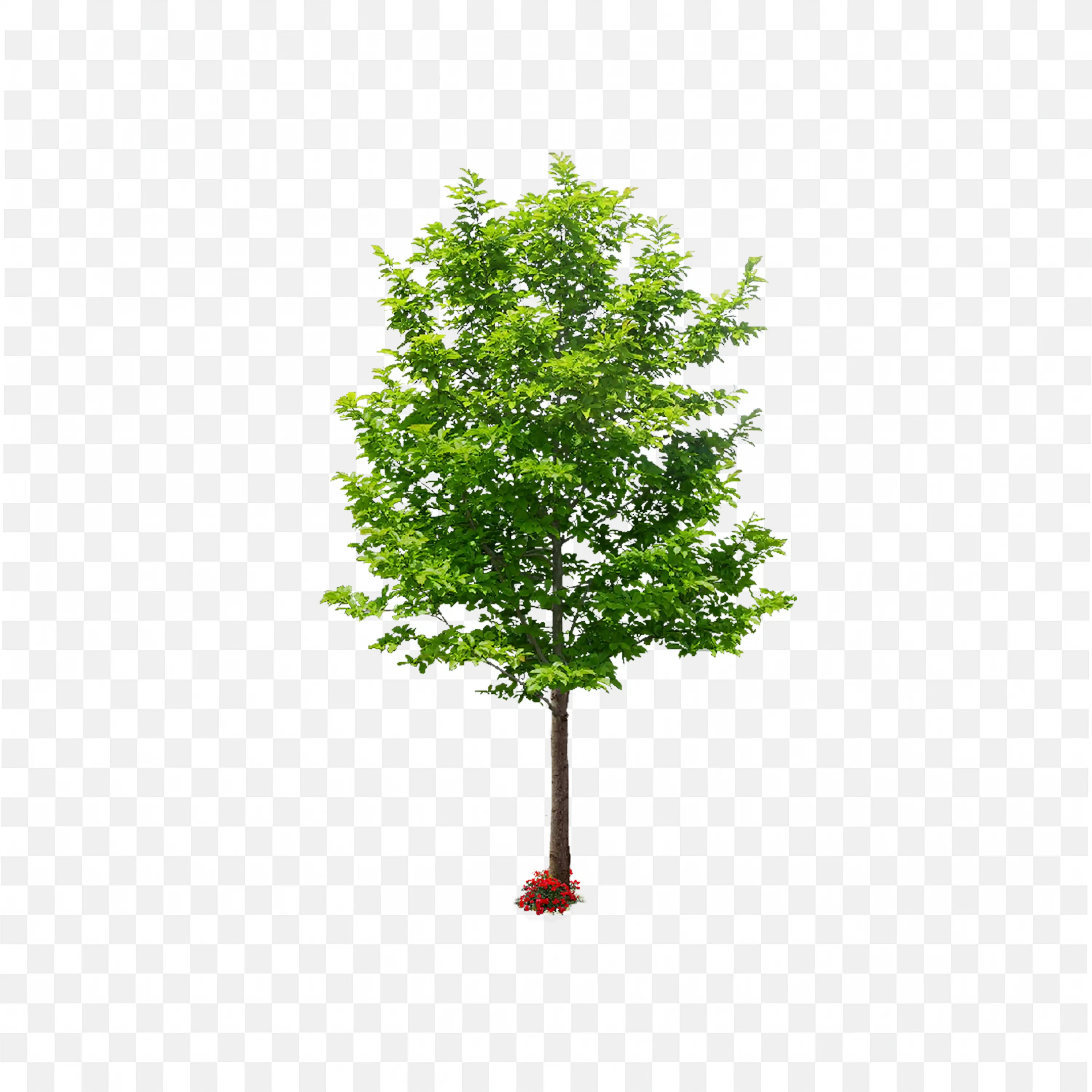 Medium Tree PNG Leafy Tree with Rounded Canopy