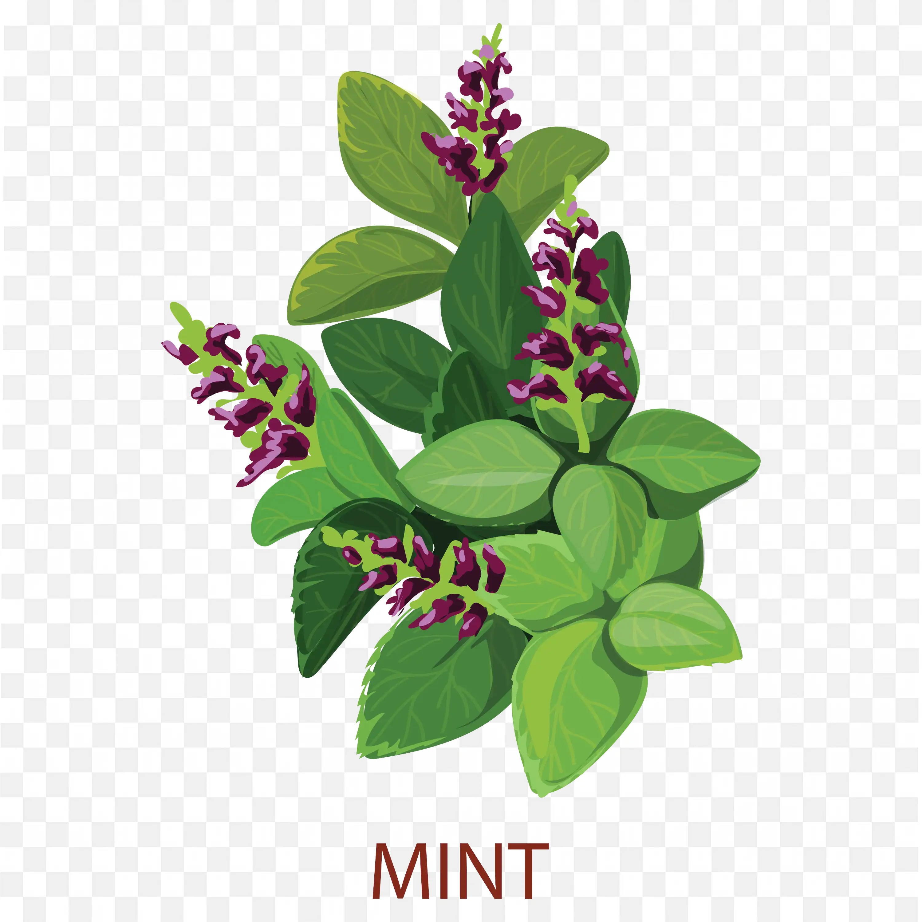Mint Herb Plant PNG Fresh Leaves Image Download