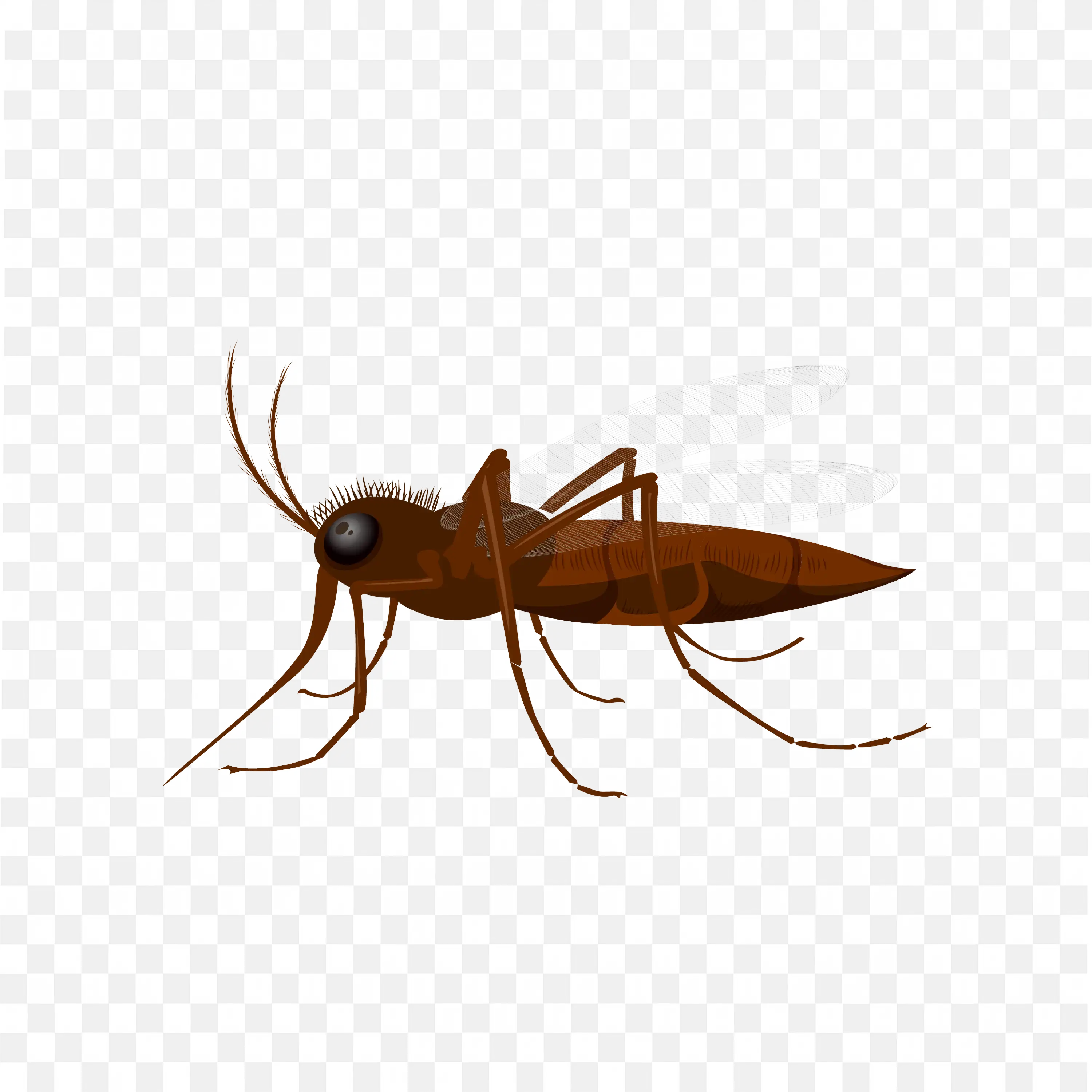 Mosquito Insect Vector PNG Image Free Download for Projects